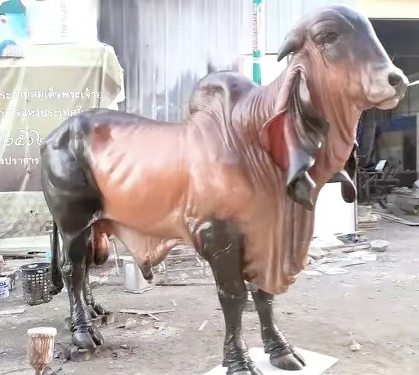 婆罗门牛的外表真是太奇特了,辨识度超级高.