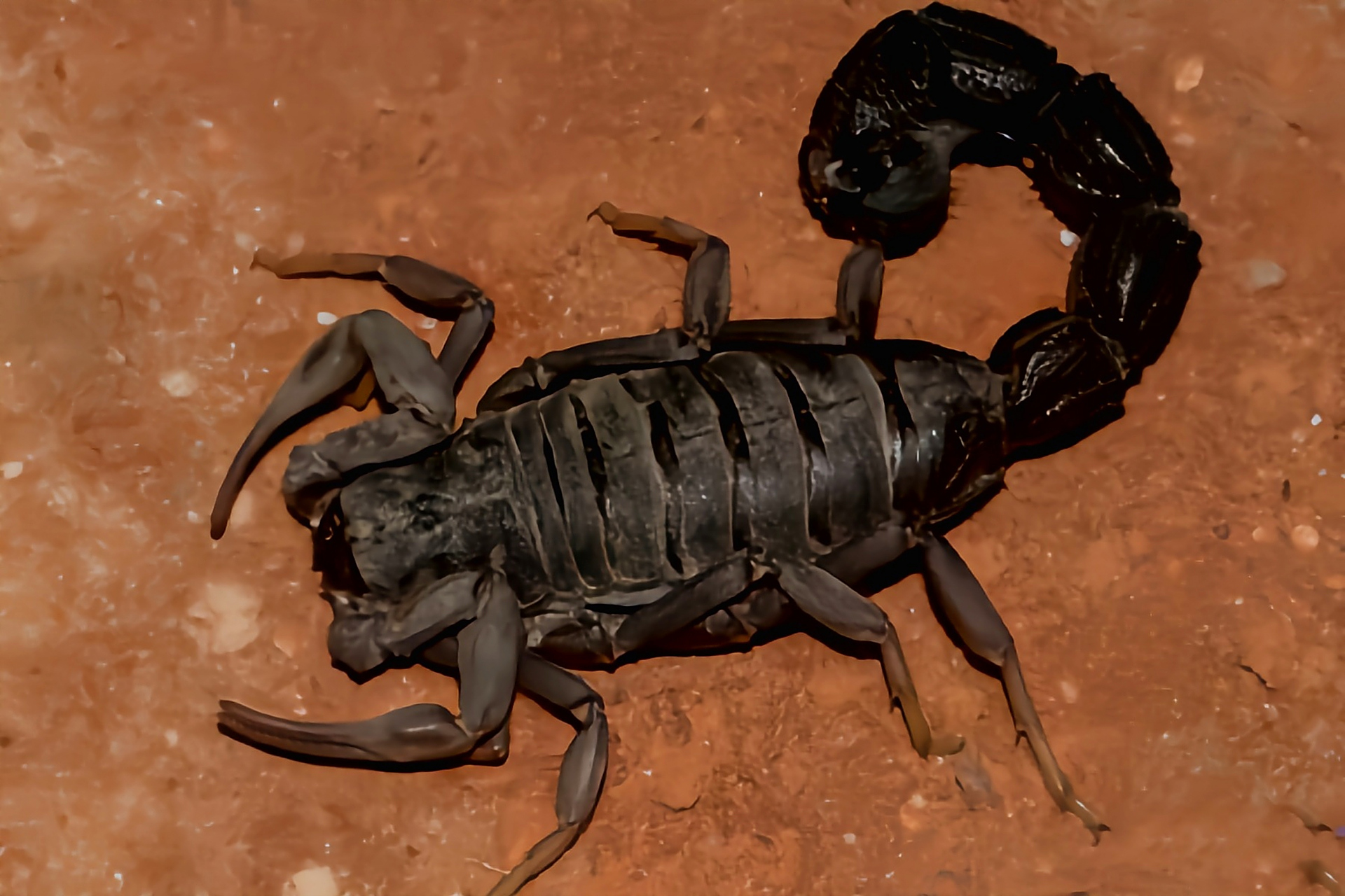 每天认识一种动物——黑粗尾蝎 黑粗尾蝎别名南非