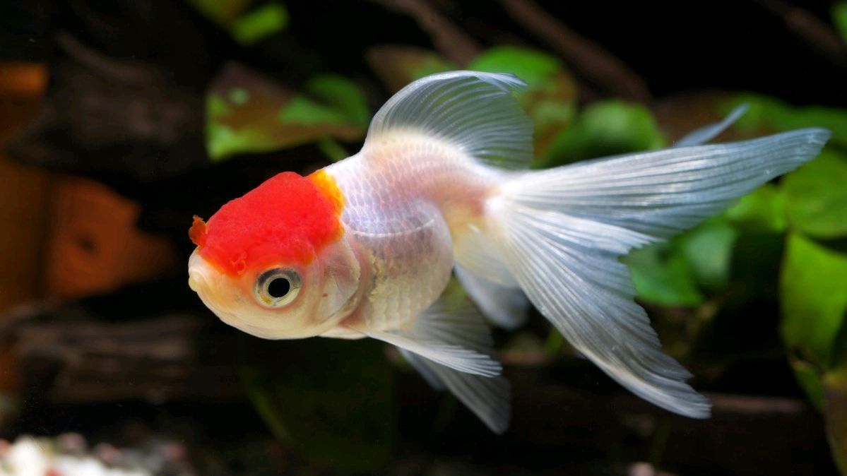 童话故事:七彩萌鱼