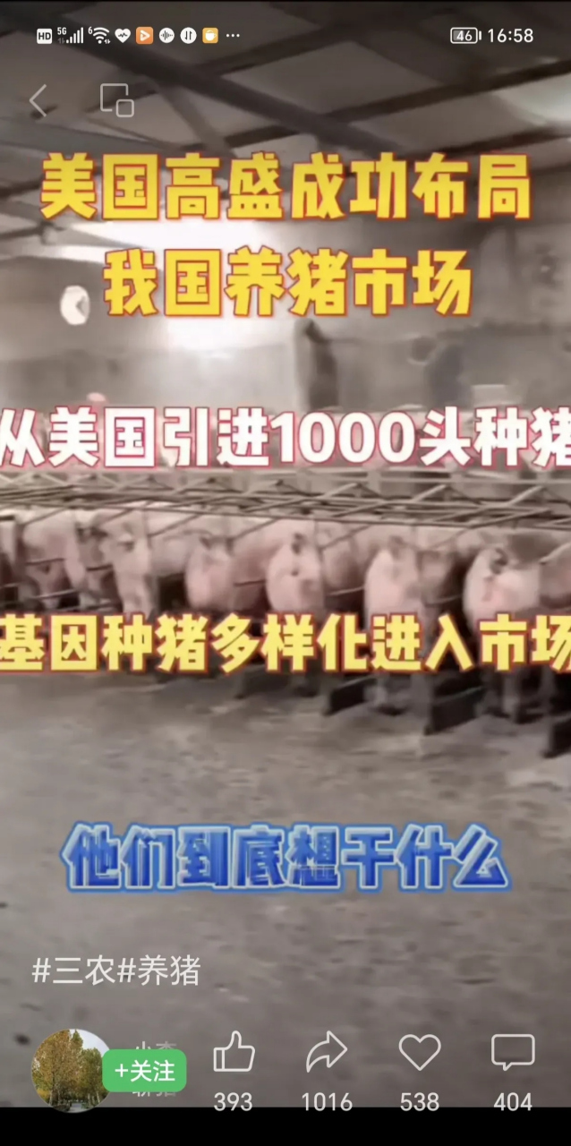 6月16日高盛转基因种猪1300头登陆武汉!