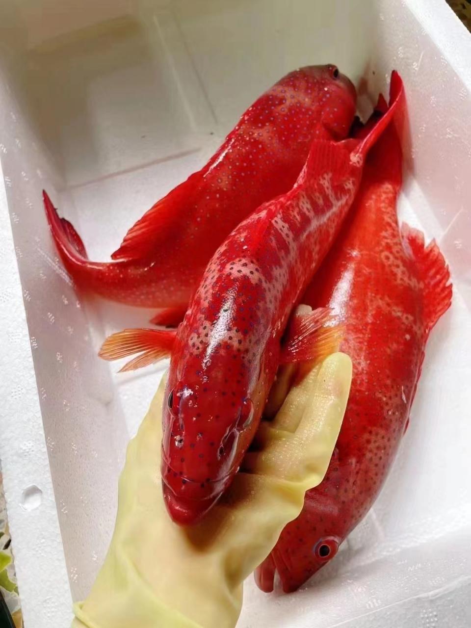 野生本港东星斑,深海好鱼 红红火火佳肴好鱼 清蒸很好吃!