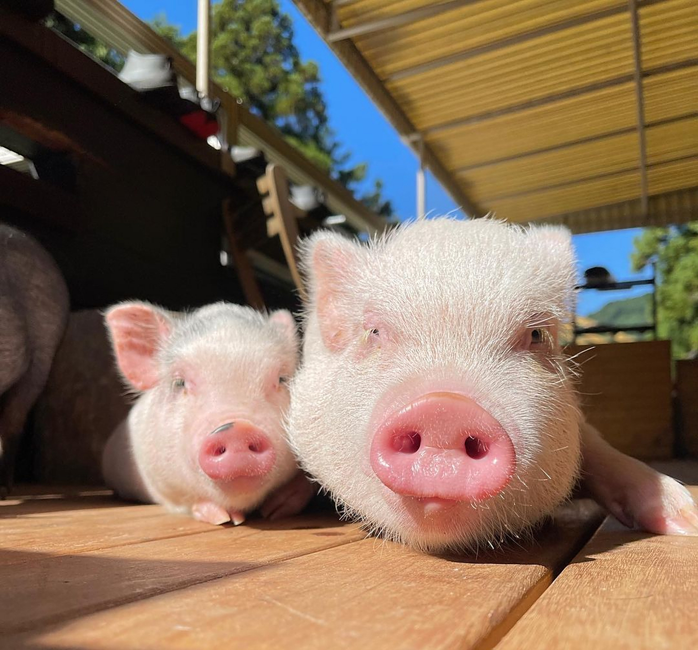 第一次见这么干净的猪 干净又可爱的小猪~9195 . 676767