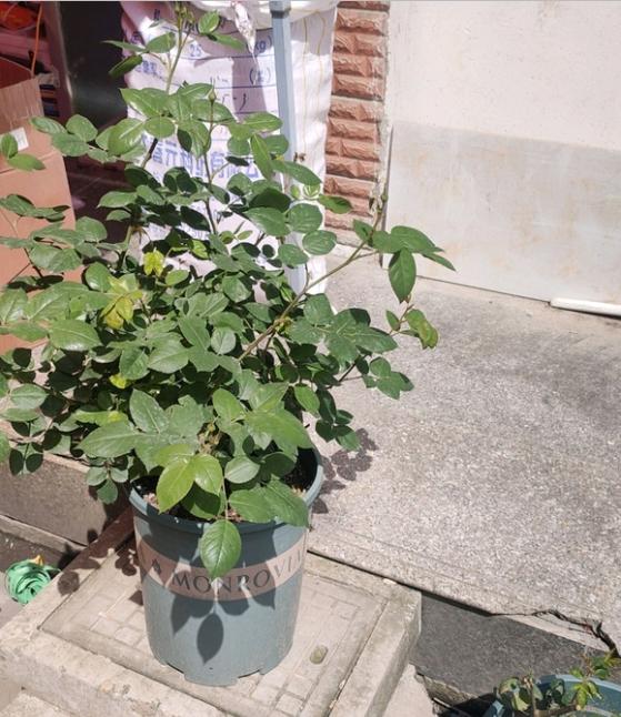 有机肥是什么较好?鸡粪?羊粪?蚯蚓粪?还是其他别的?