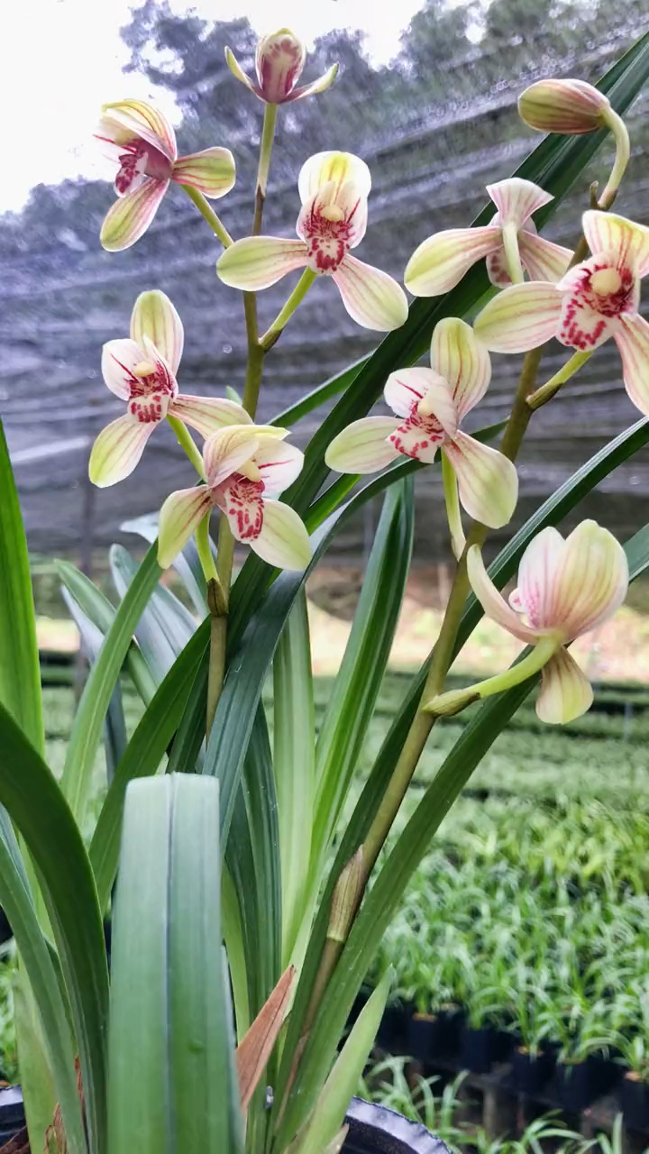 君荷建兰八大名品之一花开出架浓香勤花一年46次