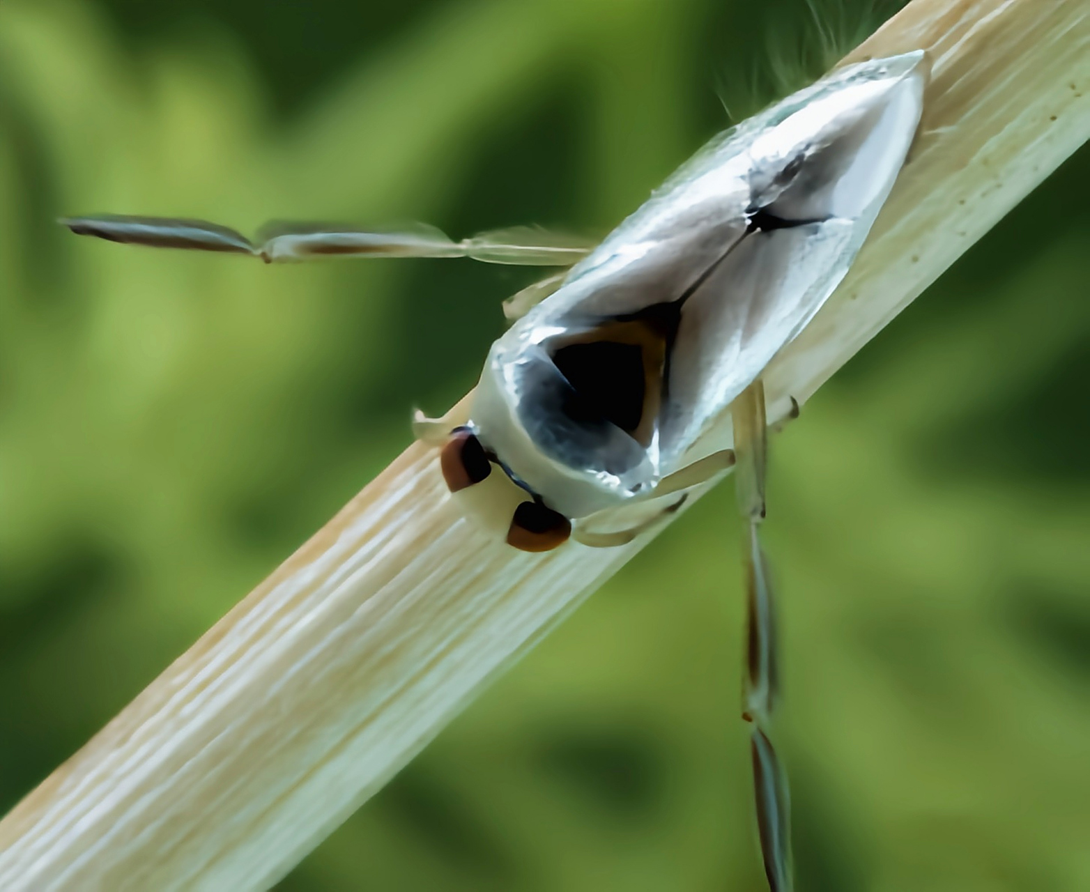 每天认识一种昆虫——黑白背仰游蝽 黑白背仰游蝽是半翅目,仰蝽科昆虫