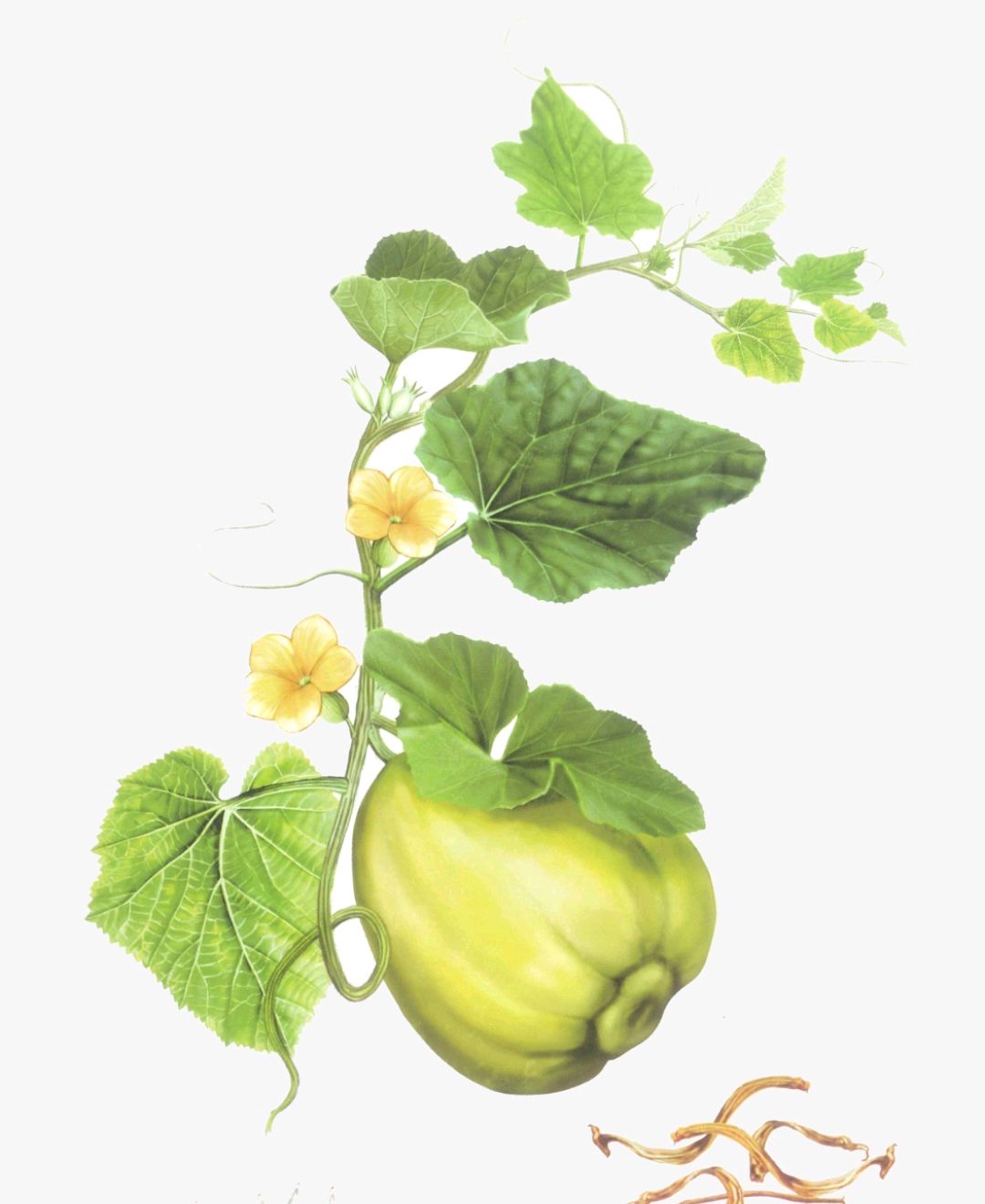 中药古今研究:甜瓜