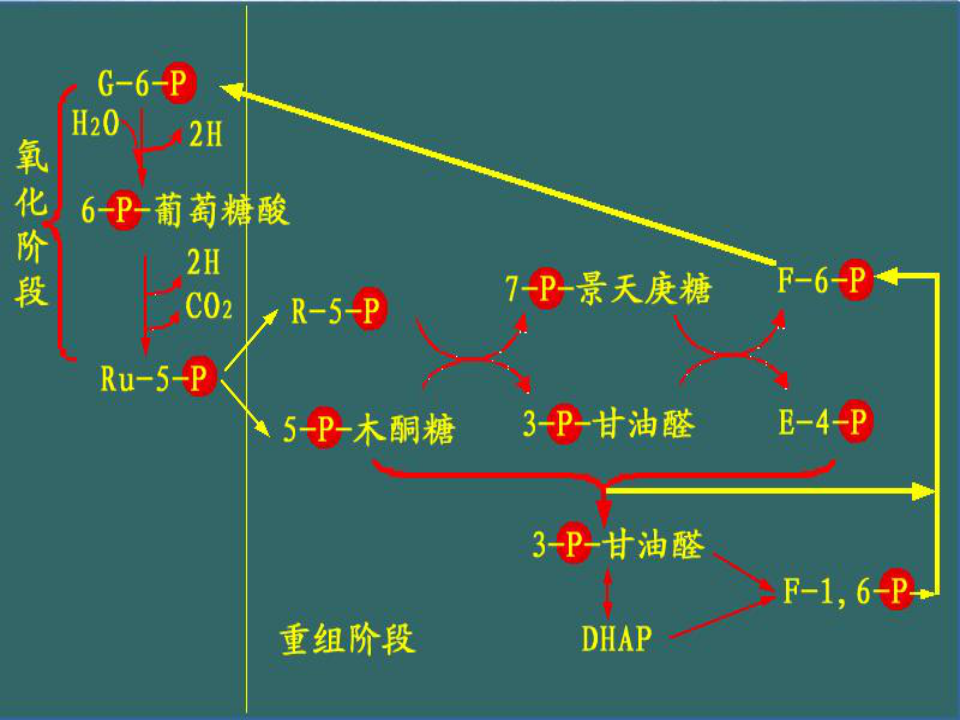 磷酸戊糖循环图片