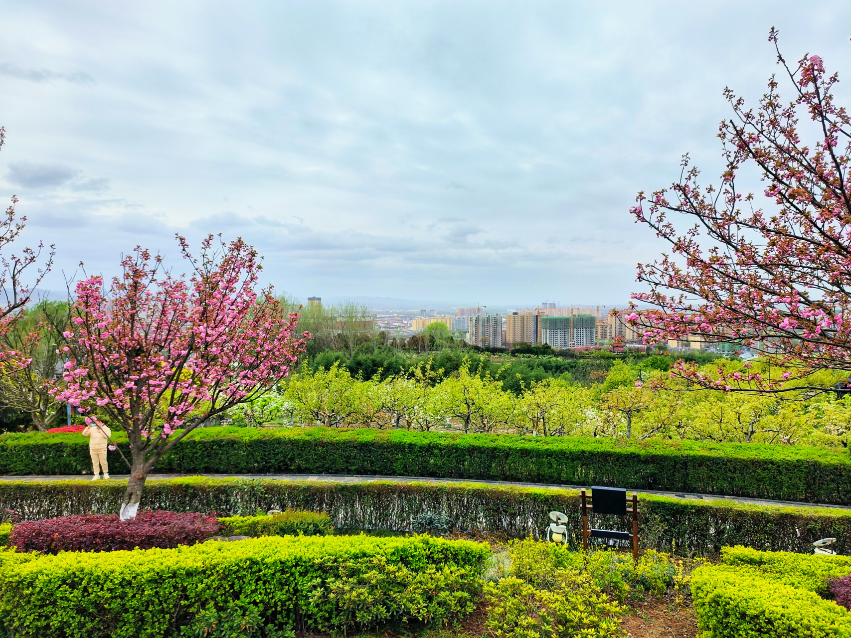 陕西汉中洋县朱鹮梨园景区,没有拍到国宝朱鹮,但是看到飞翔的朱鹮了