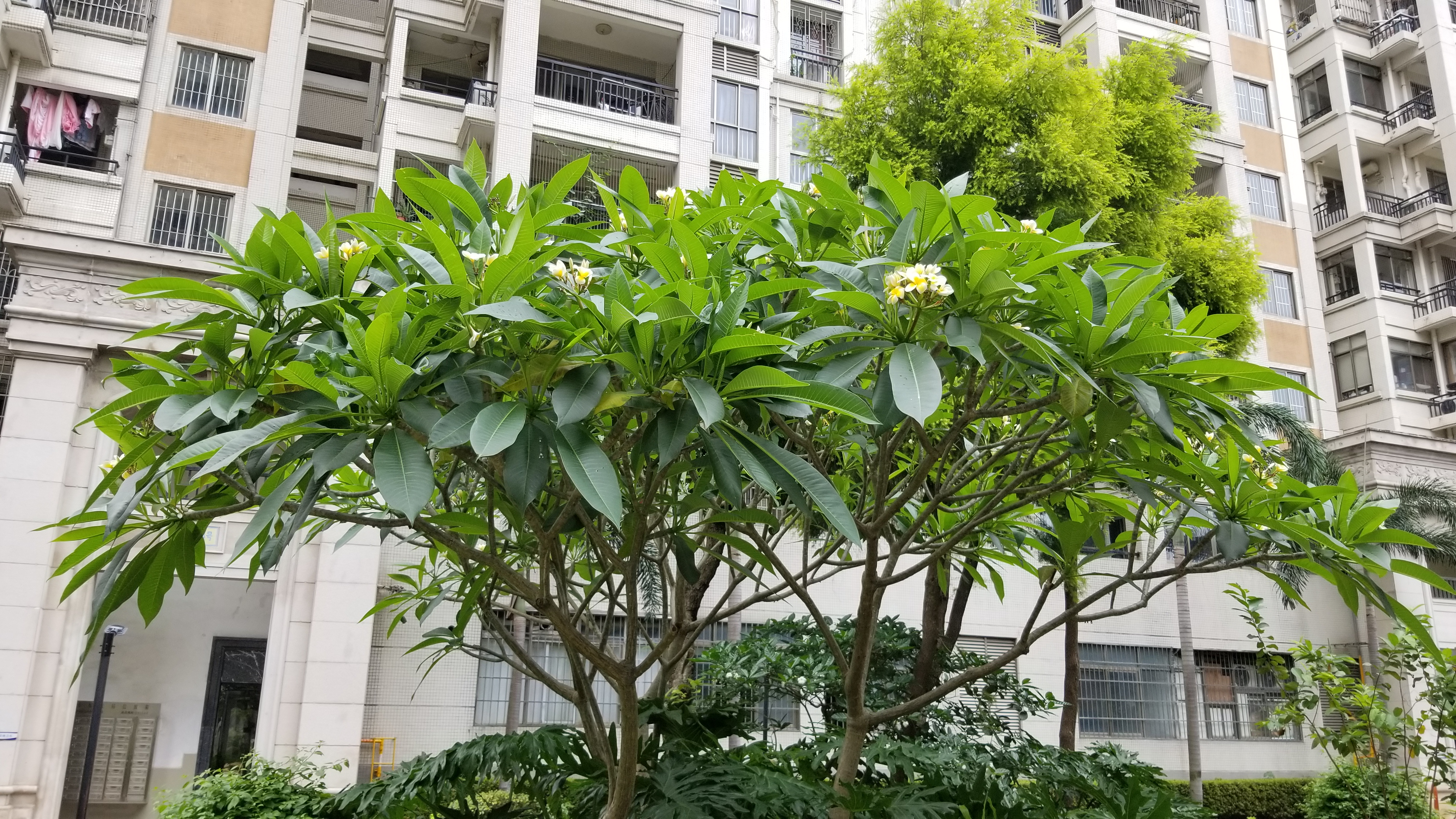 鸡蛋花长啥样图片