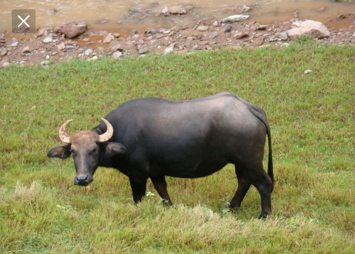 水牛养的好,品种要选好