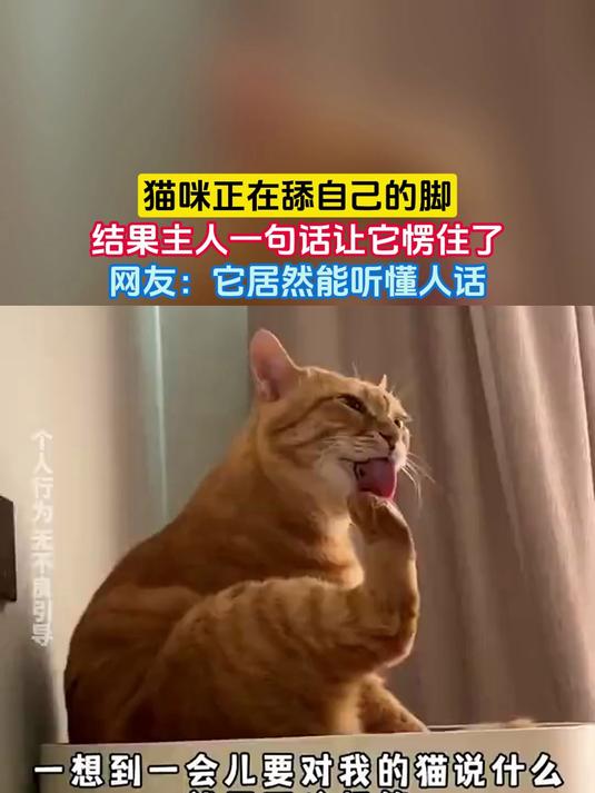 猫咪为什么舔人