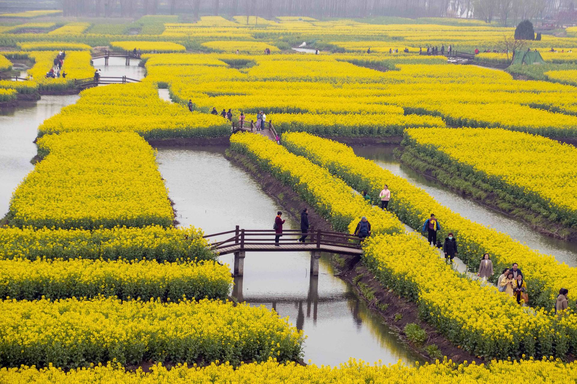 兴化千垛菜花是中国江苏兴化市的著名景点,也是全球第四大花海.