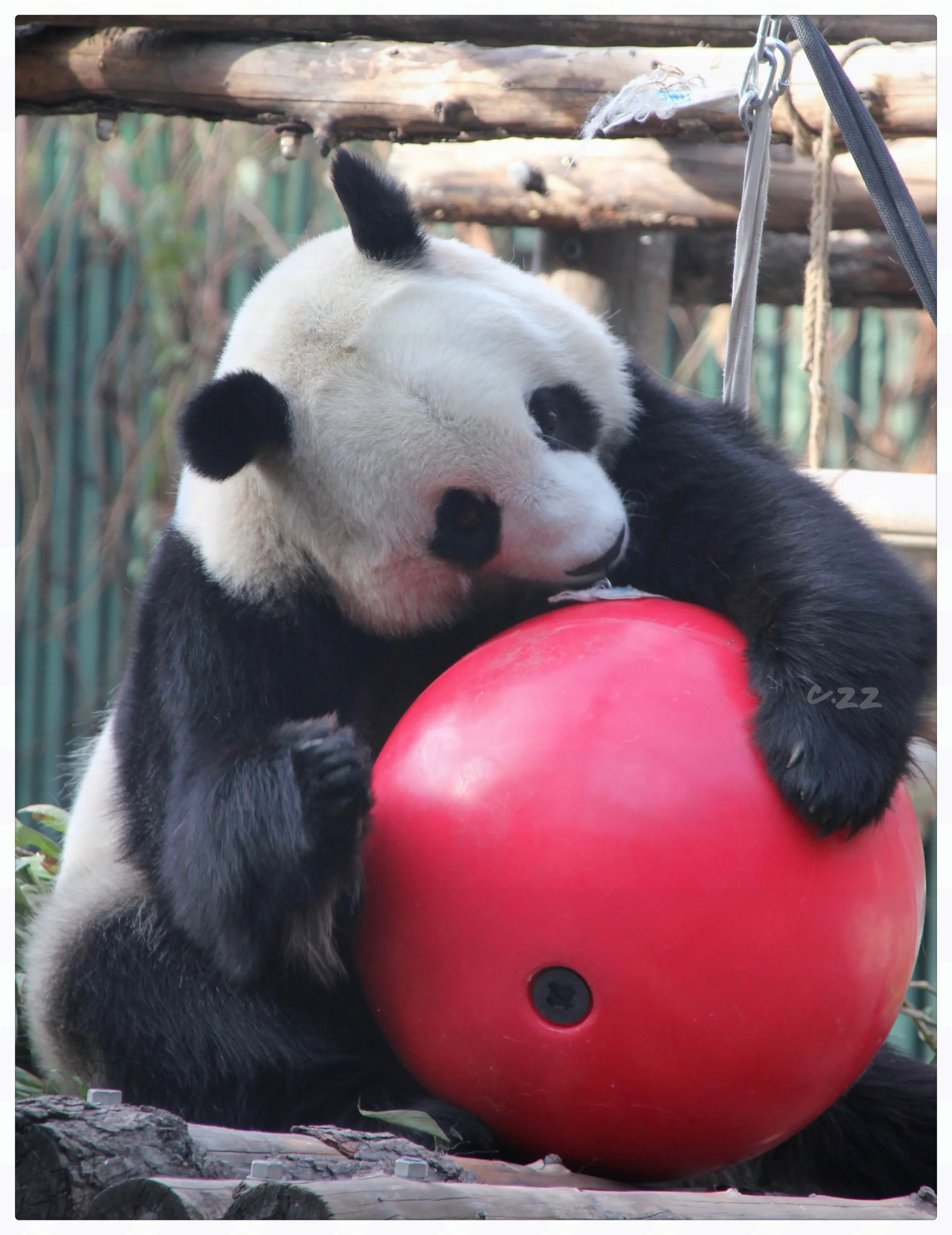 看这小丫头的眼神,没憋好事～