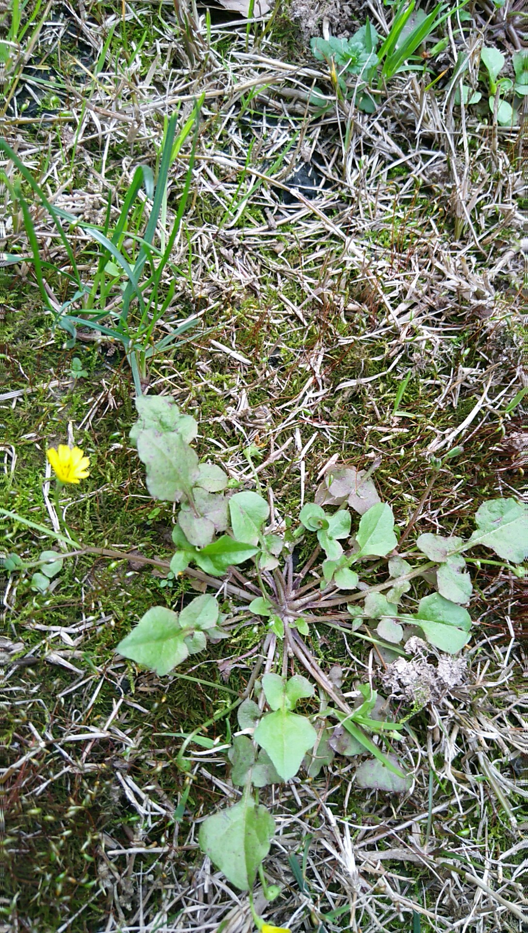 春日下野花一稻槎菜