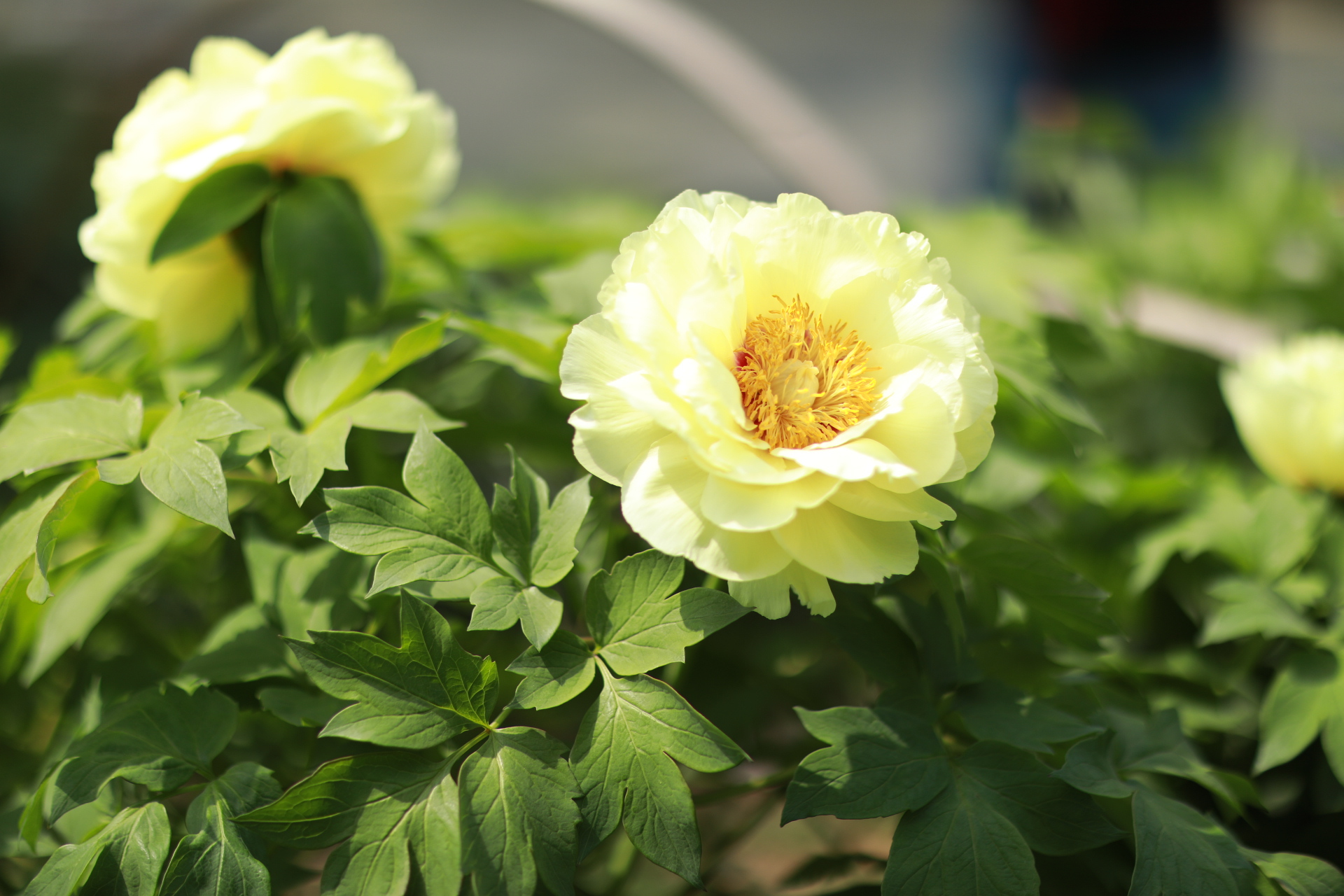 尚湖牡丹节  牡丹花雍容华贵,世人又有多少不爱荣华,不喜权贵.