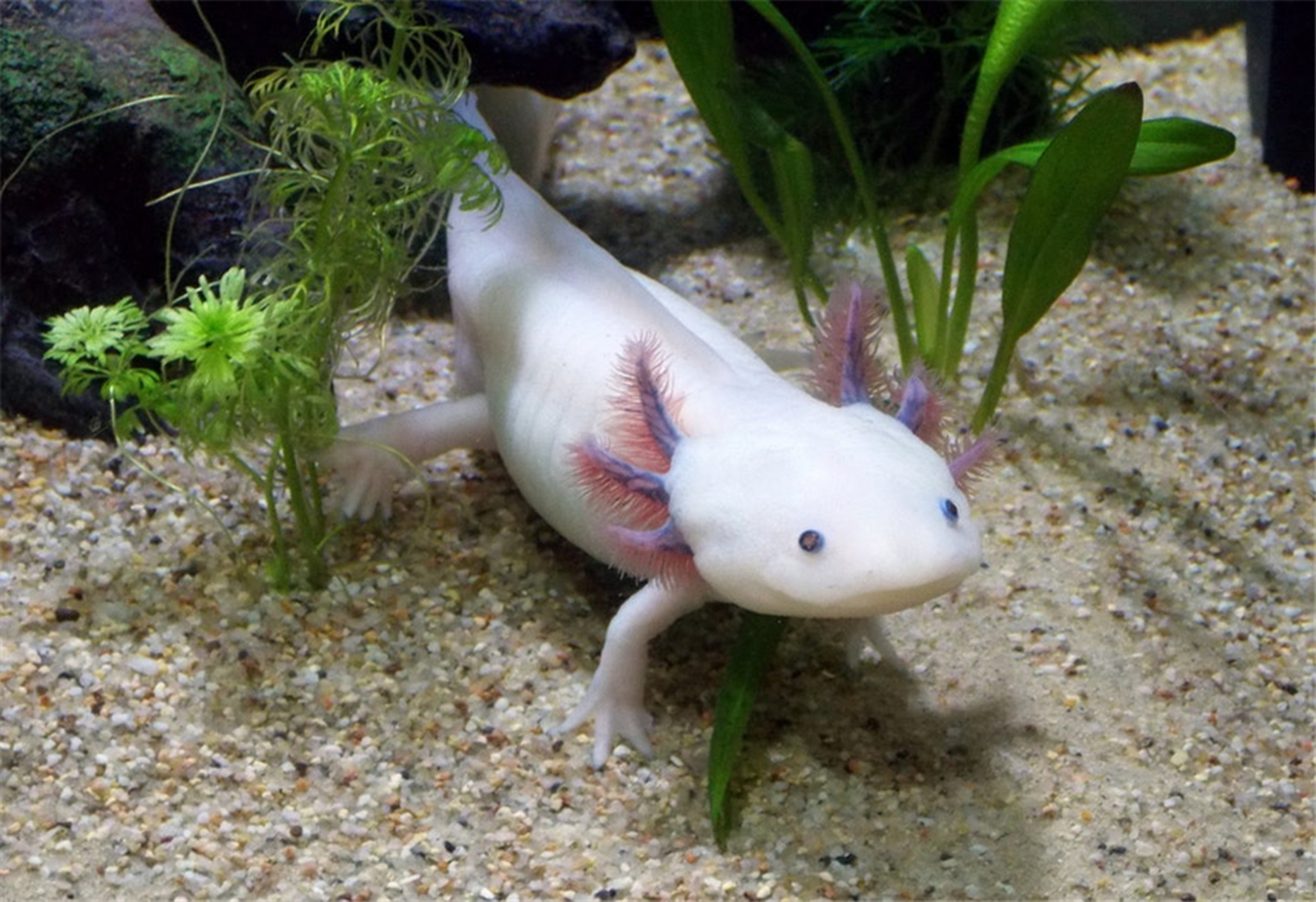 墨西哥钝口螈(英文名称:axolotl),又名美西螈,俗称六角恐龙,是水栖的