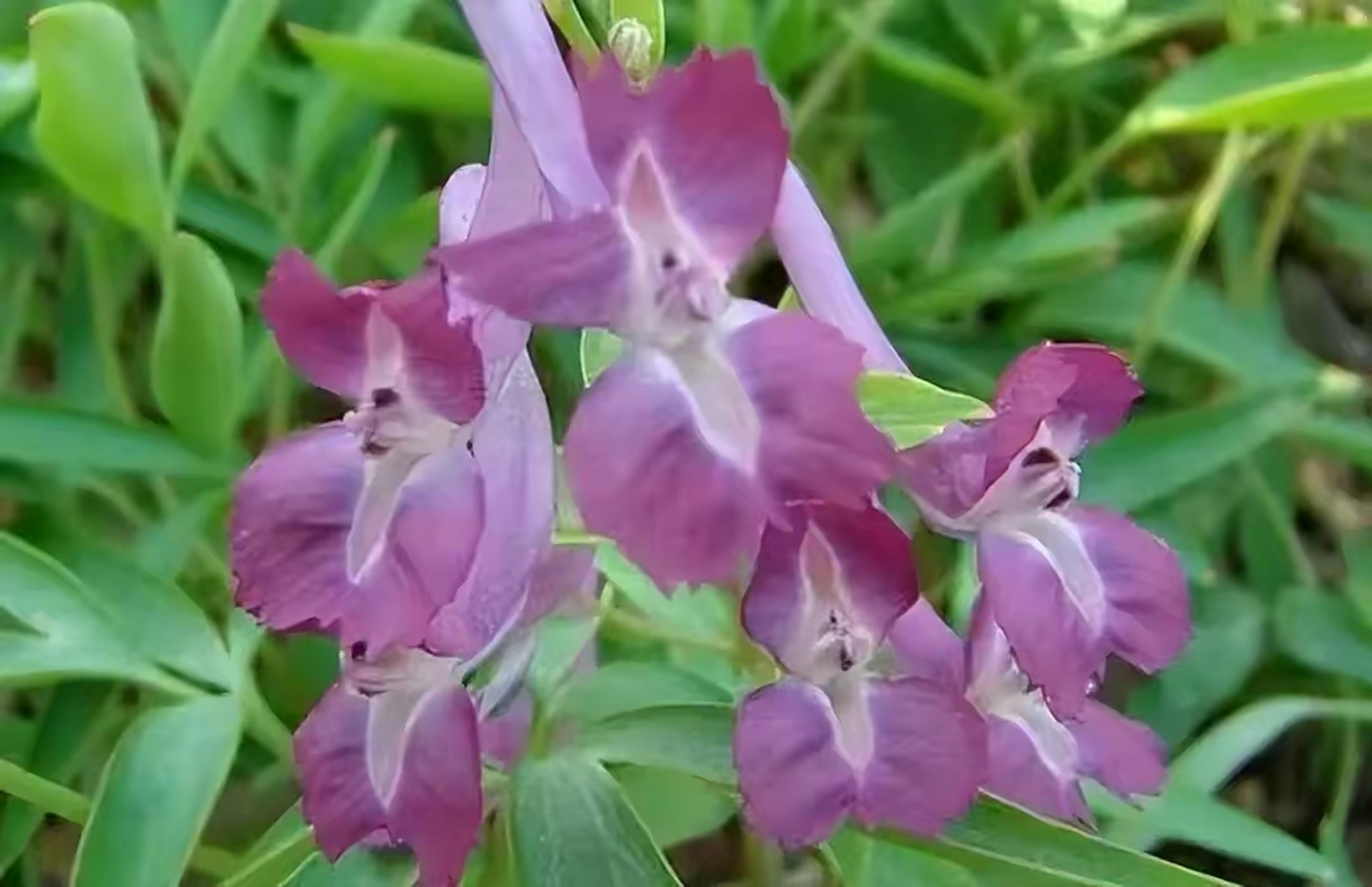 网友:又骗我去种元胡 近期,中药材价格普遍上涨,多种中药材打破了价格