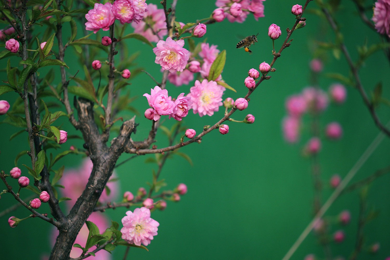 麦李花在春天里的样子