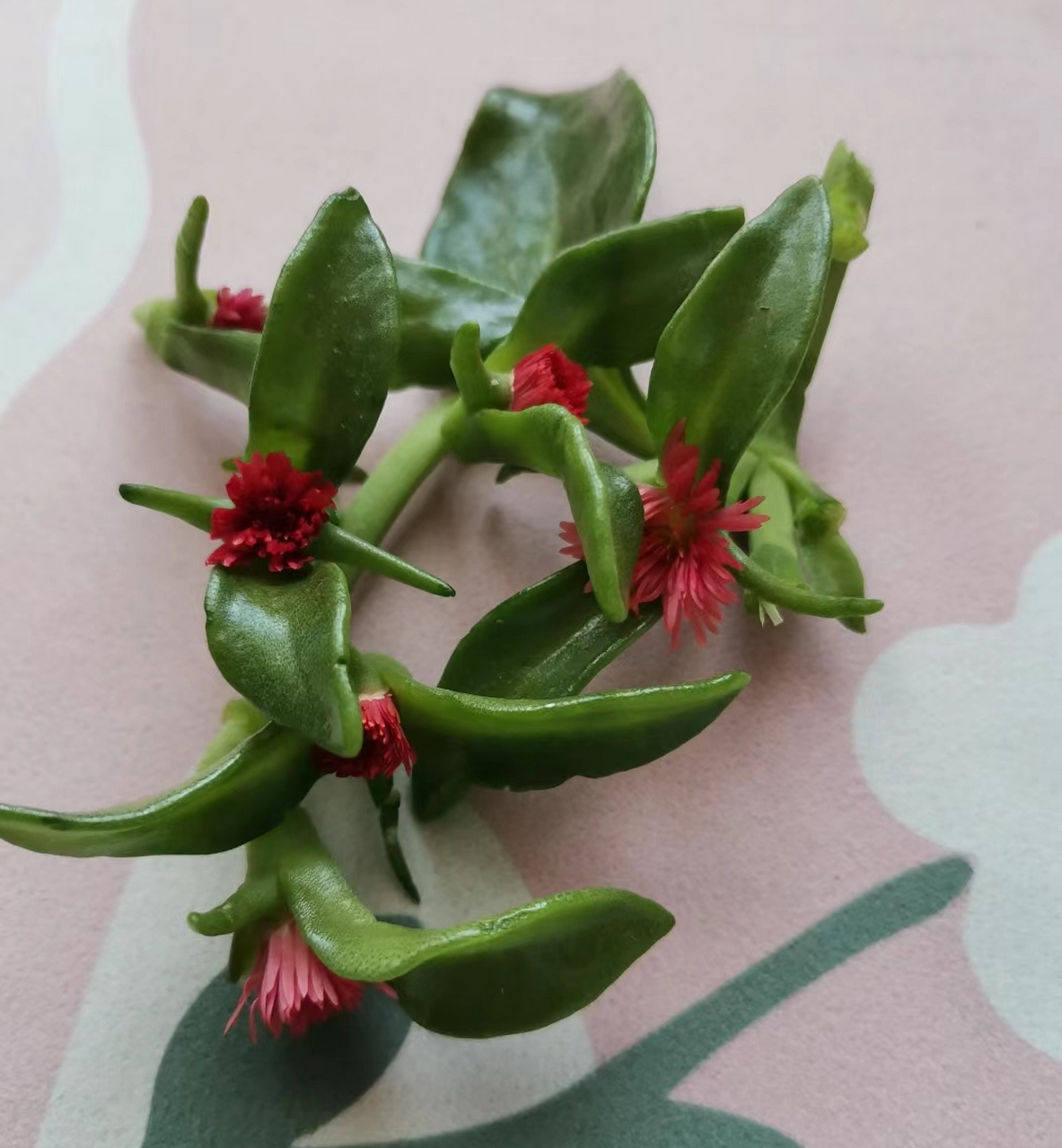 这个开红花的植物,竟然能做菜吃,你知道它叫什么么?