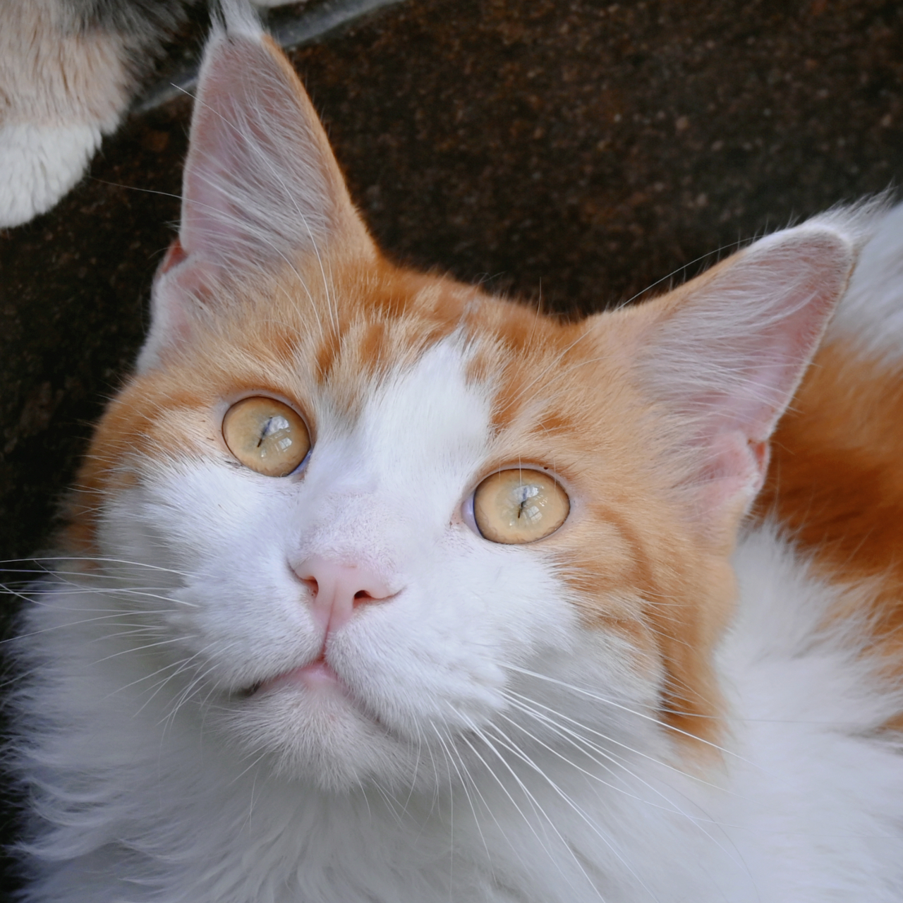 猫咪大头照,脸部特写.93