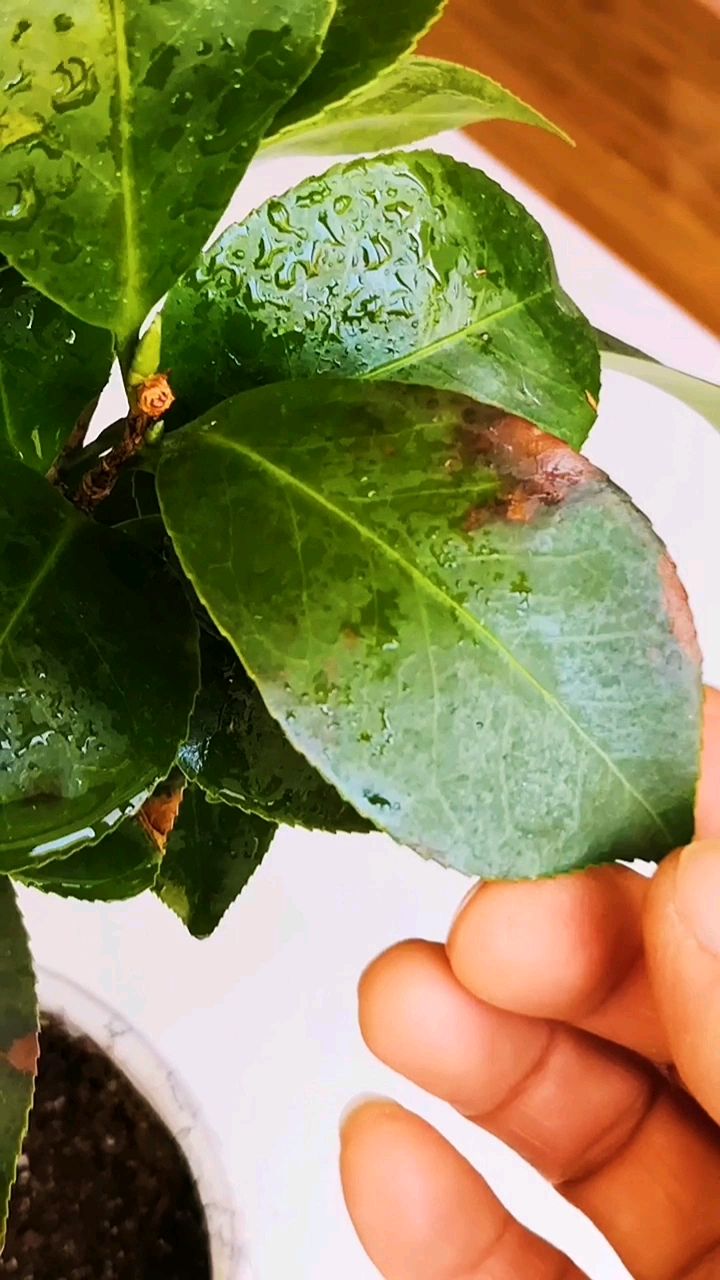 茶花叶片长锈斑是怎么回事?-度小视