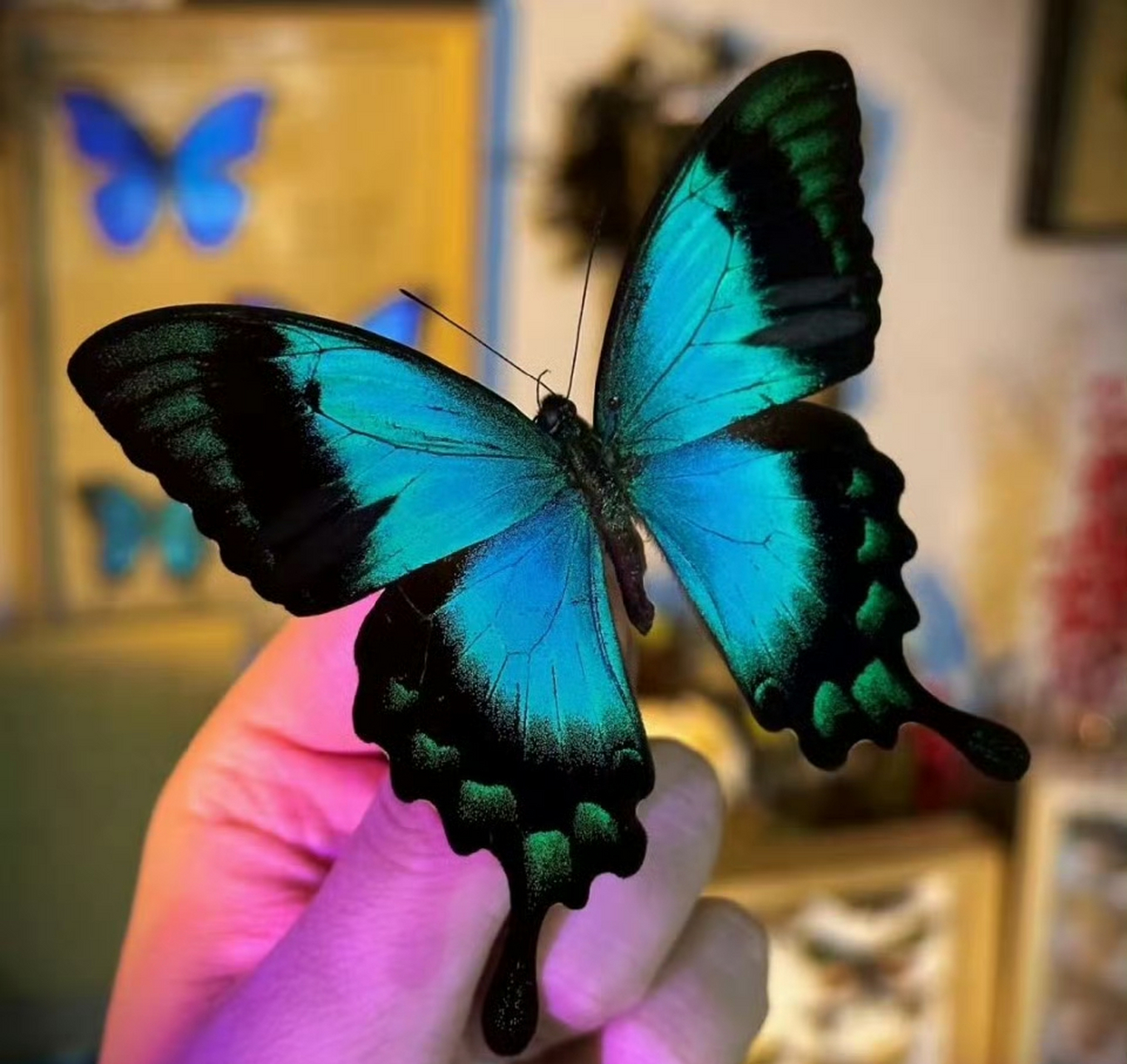 五斑翠凤蝶为日行蝴蝶,喜欢在花园,公园,森林等地方活动.