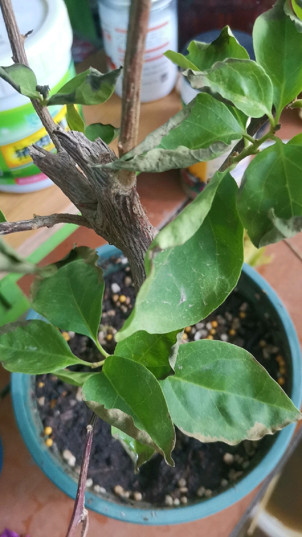 三角梅出现肥害呈现什么状态～咋补救～一起来看看