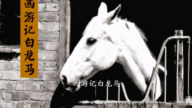 白龙马在1997年,惨死在马棚,杨洁导演2次探望,为何不救它?