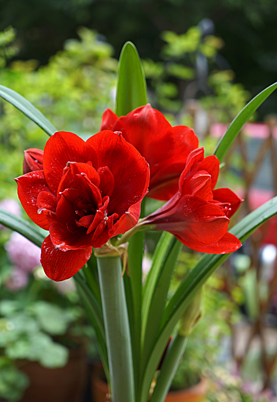 重瓣黑天鹅朱顶红开了半个月了,真的很惊艳,花瓣又大又好看,是我最