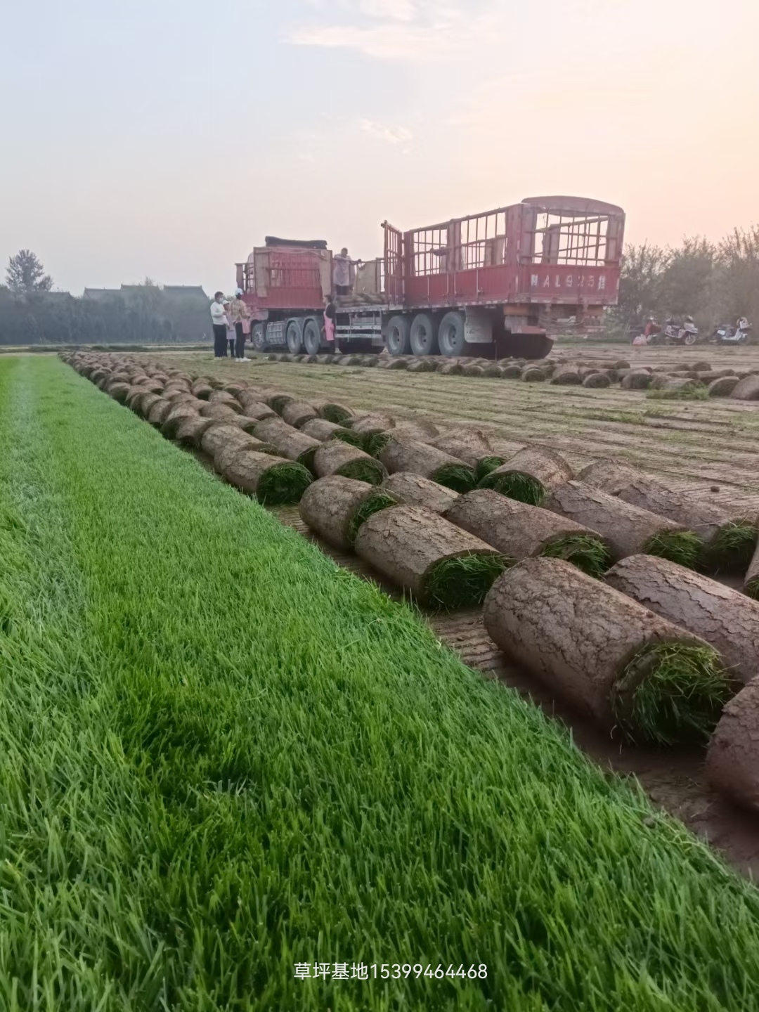 草坪绿化真草陕西西安本地四季青草皮百慕大果岭混播黑麦草