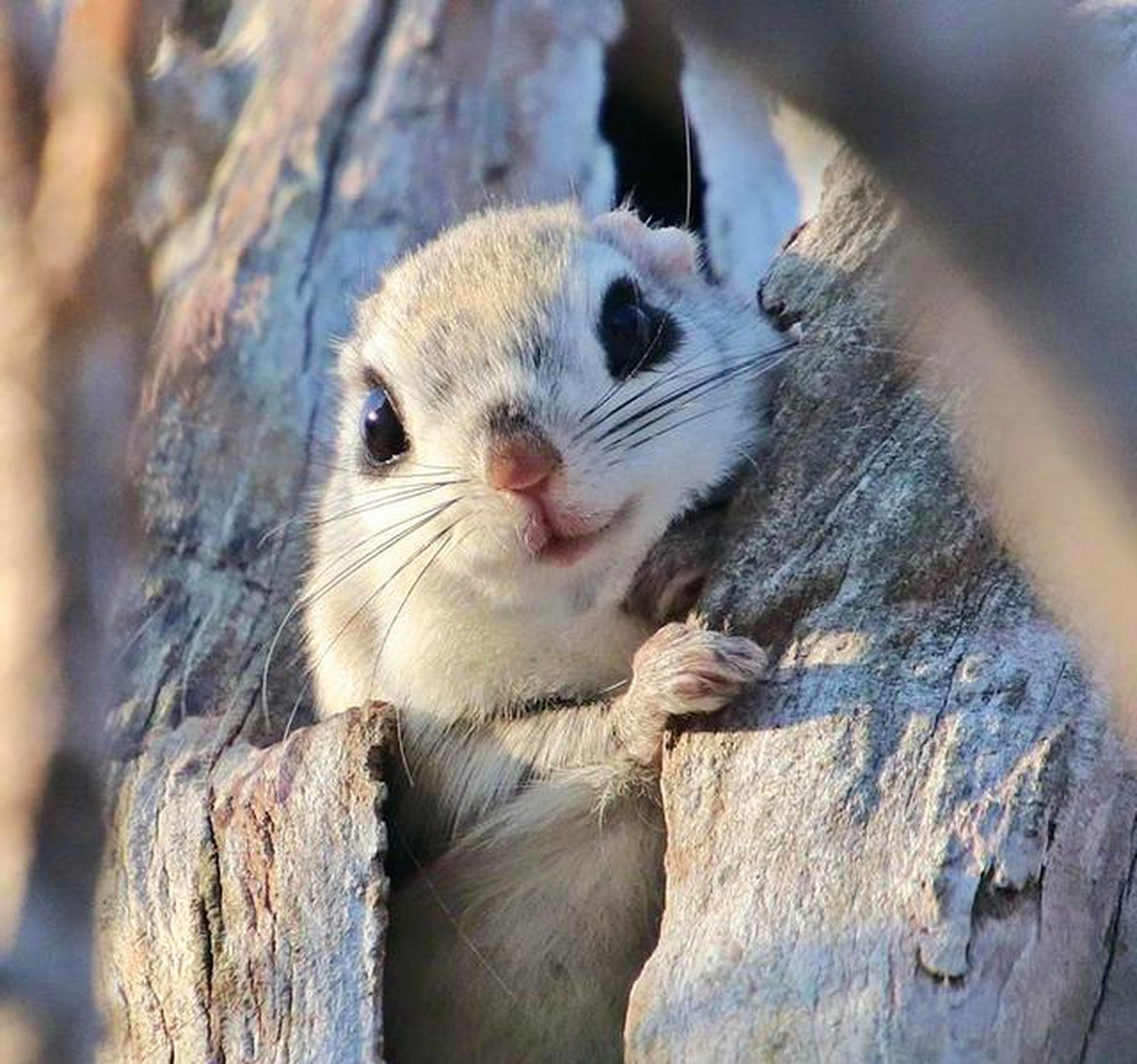 one,two,three,3只可爱的小飞鼠.#动物趣图