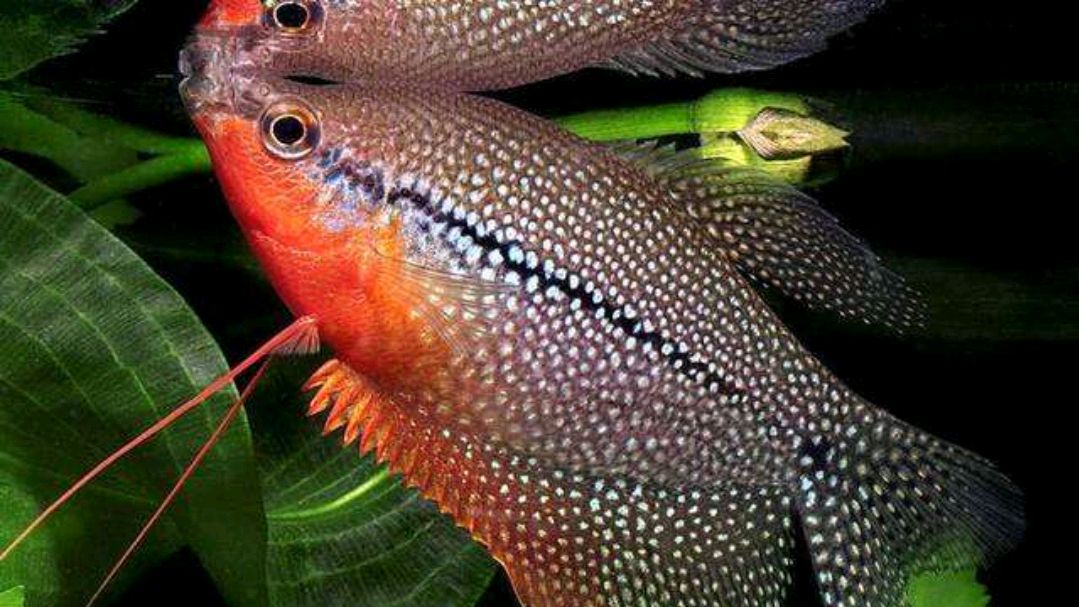 珍珠鱼繁殖密码