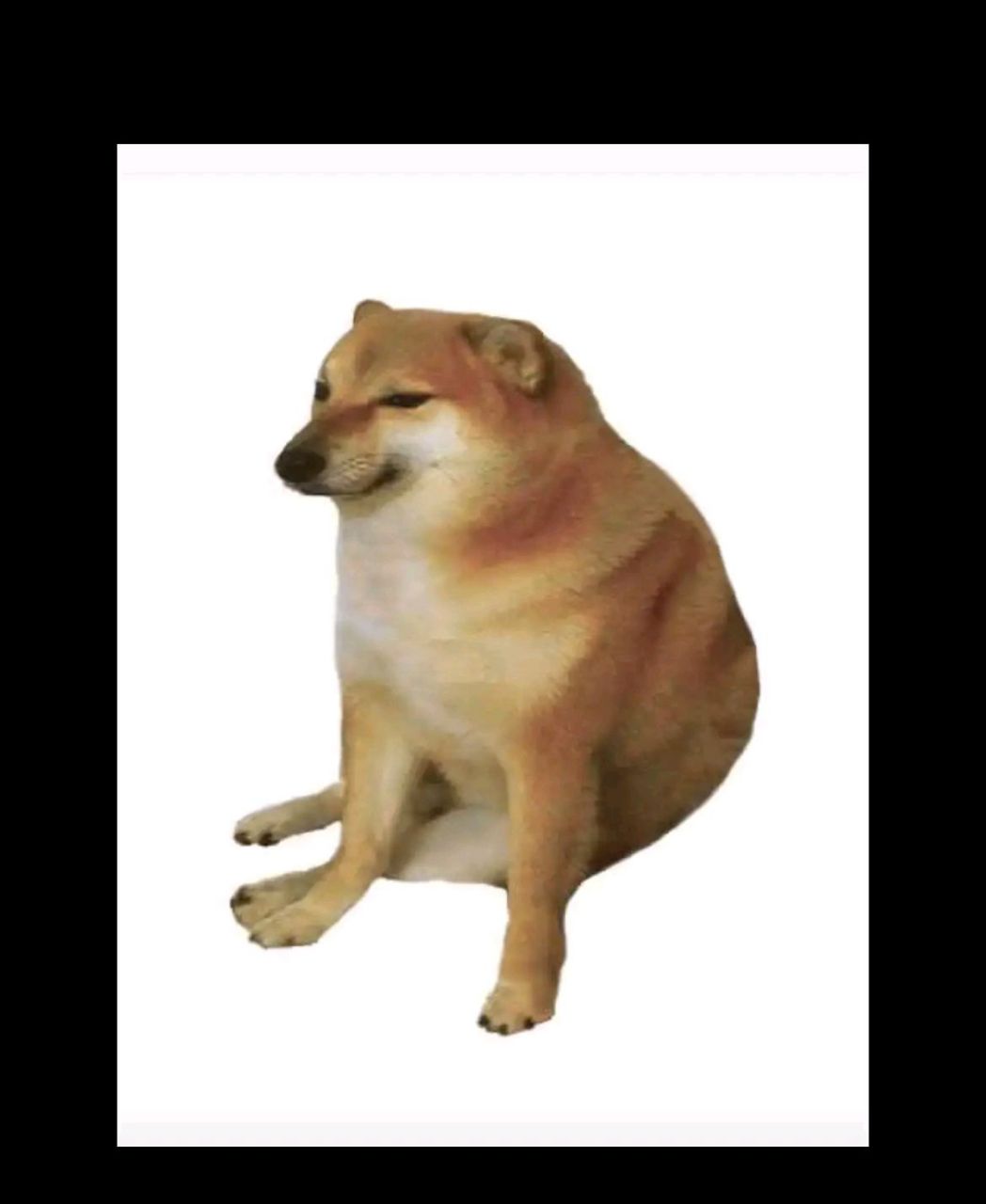 表情包柴犬cheems离世,心中充满感慨.