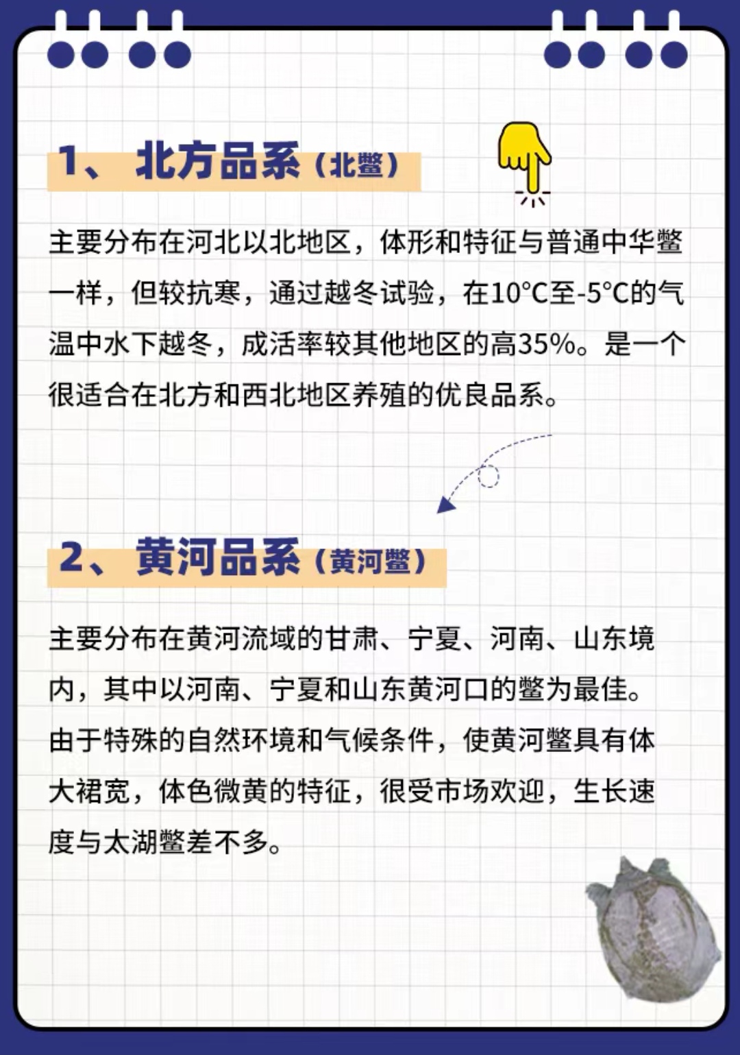 中华鳖品系有哪些?  中华鳖体扁平