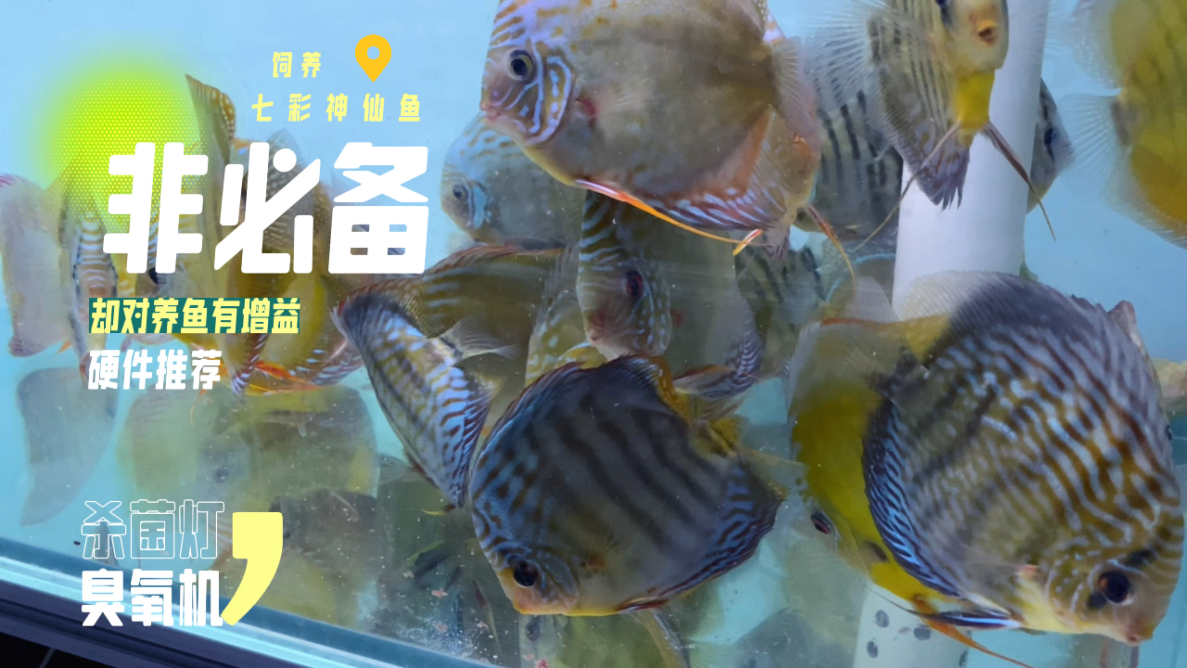 七彩神仙鱼饲养一些非必要但是对养鱼有益处的硬件之杀菌灯臭氧机