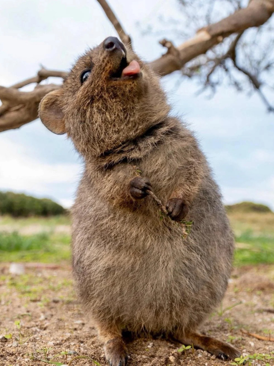 微笑的短尾矮袋鼠 这个即使在睡梦中也是面带微笑的动物是短尾矮袋鼠