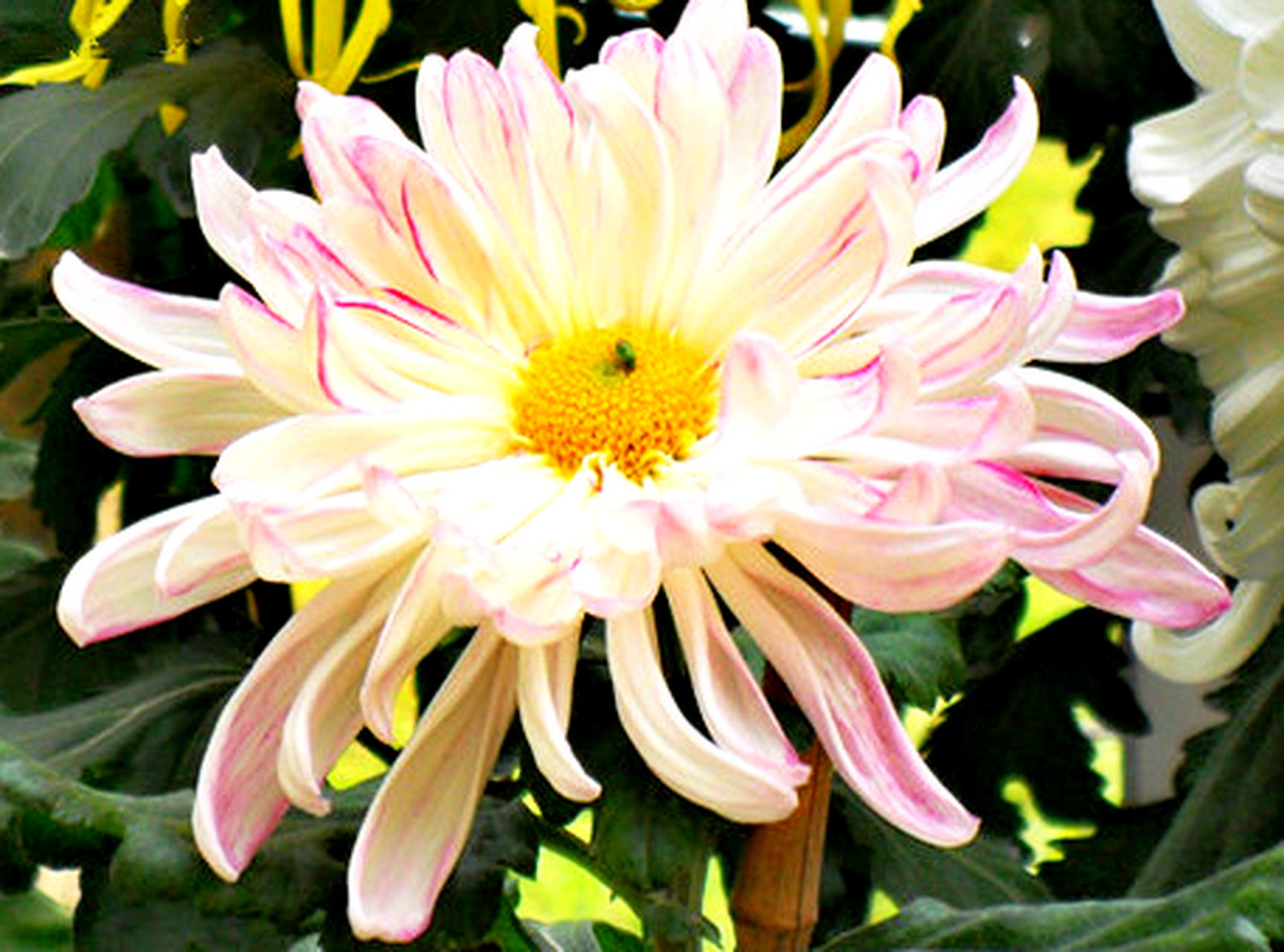 九月动态激励计划# 菊花——玉壶春  玉壶春为我国十大名菊之一.