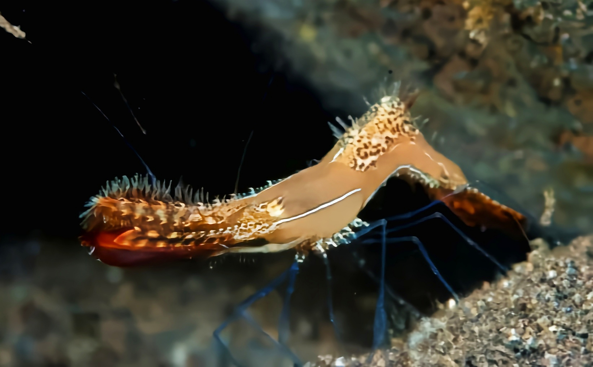 每天认识一种动物——巴鲁坦星虾 巴鲁坦星虾别名管虾,原产于印度洋