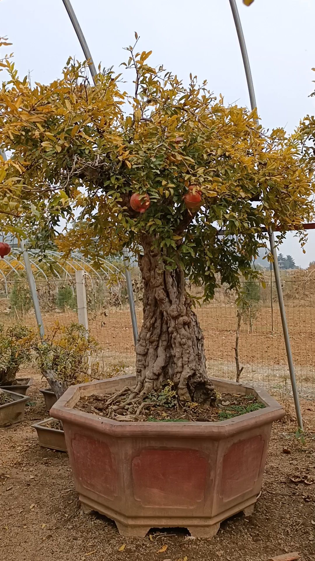 百年石榴大古树,又名夫妻树!秋天金黄色的树叶,真是太美了!