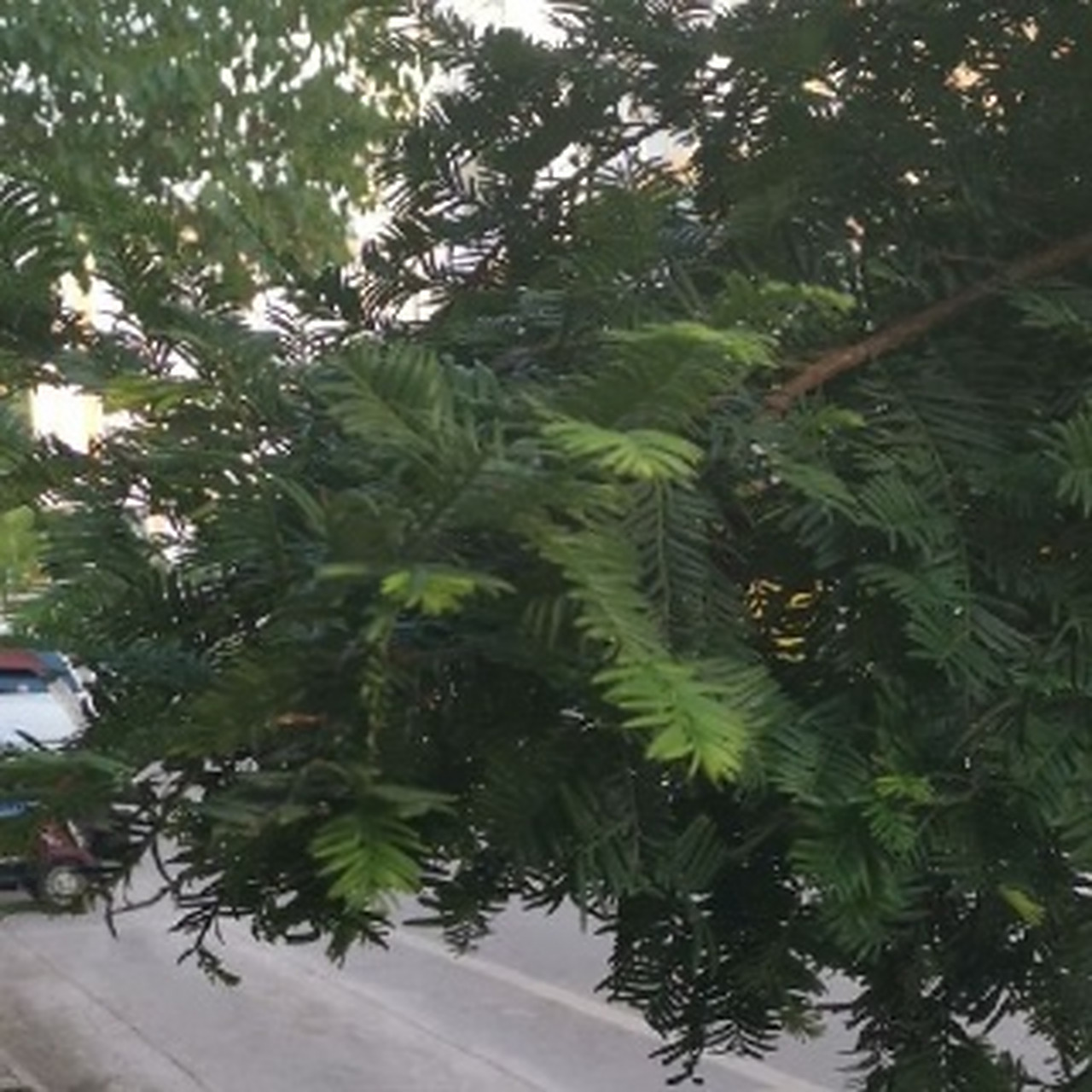 非洲楝原产非洲热带地区和马达加斯加;中国南方有栽培.