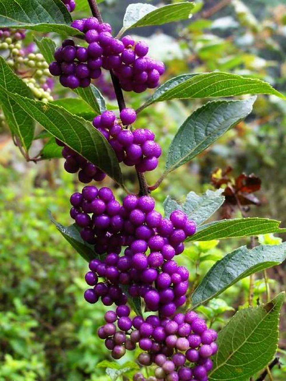 分享植物:紫珠一串串,秋日里的紫色浪漫