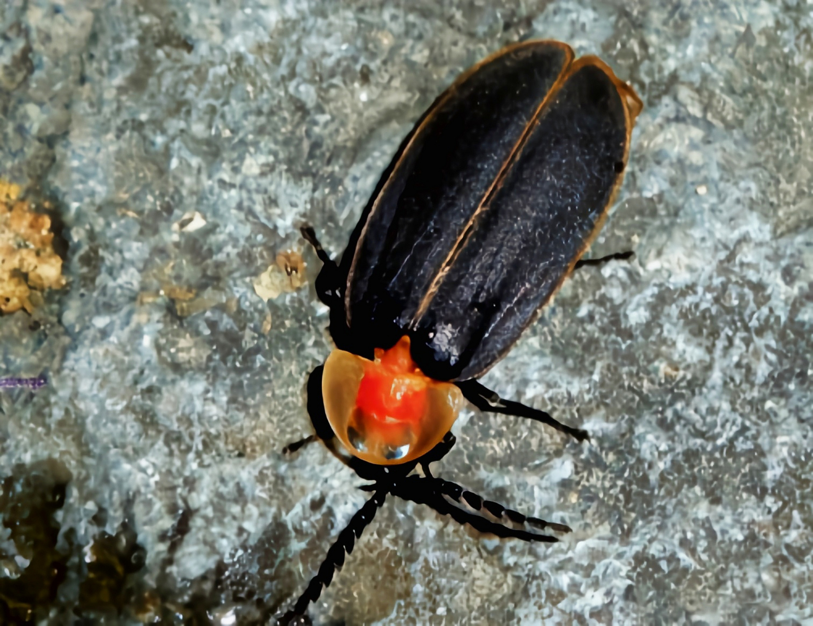 每天认识一种昆虫——山窗萤 山窗萤别名山窗萤火虫,是鞘翅目,萤科,窗