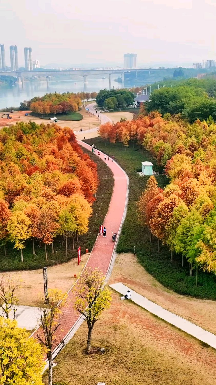 灵龟山落羽杉红了,十二月的南宁终于有了秋天的模样