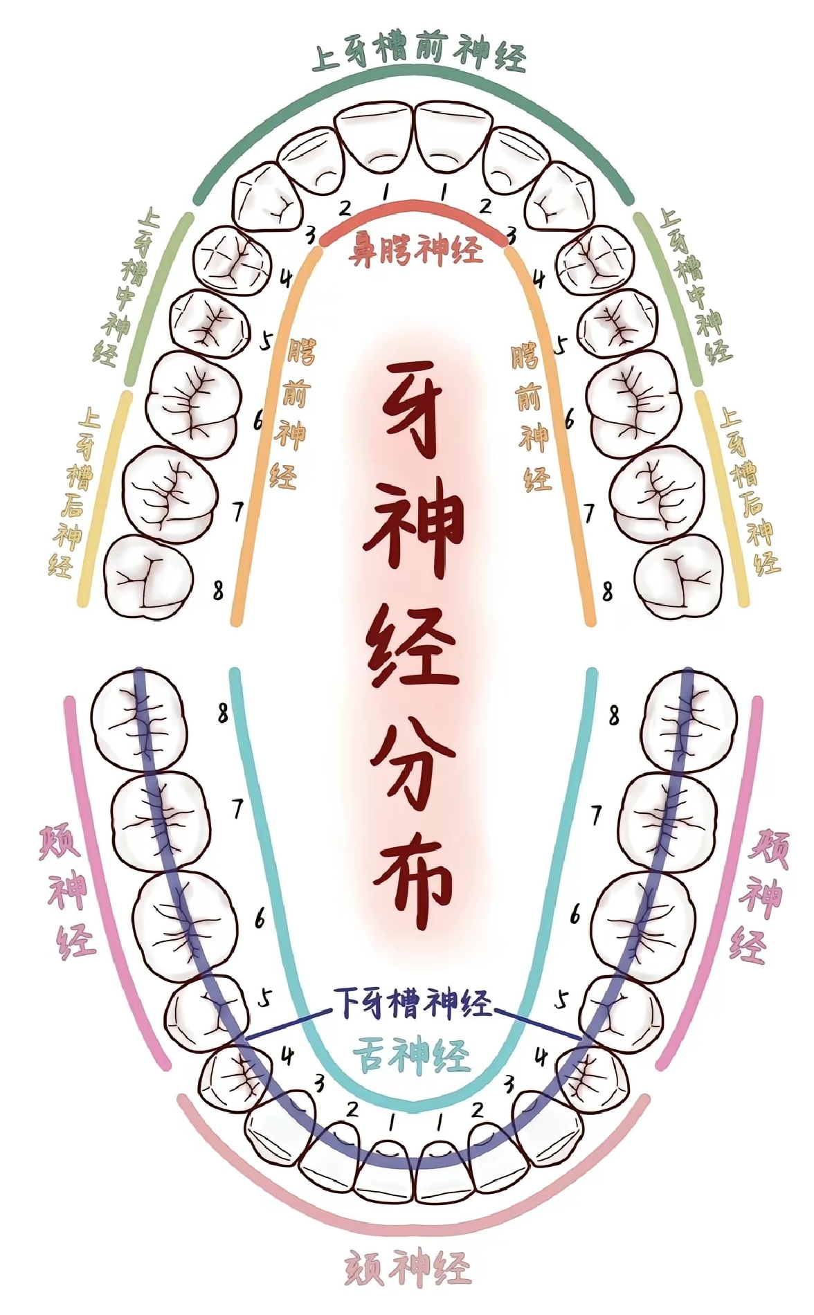 口腔麻醉神经分布图片图片