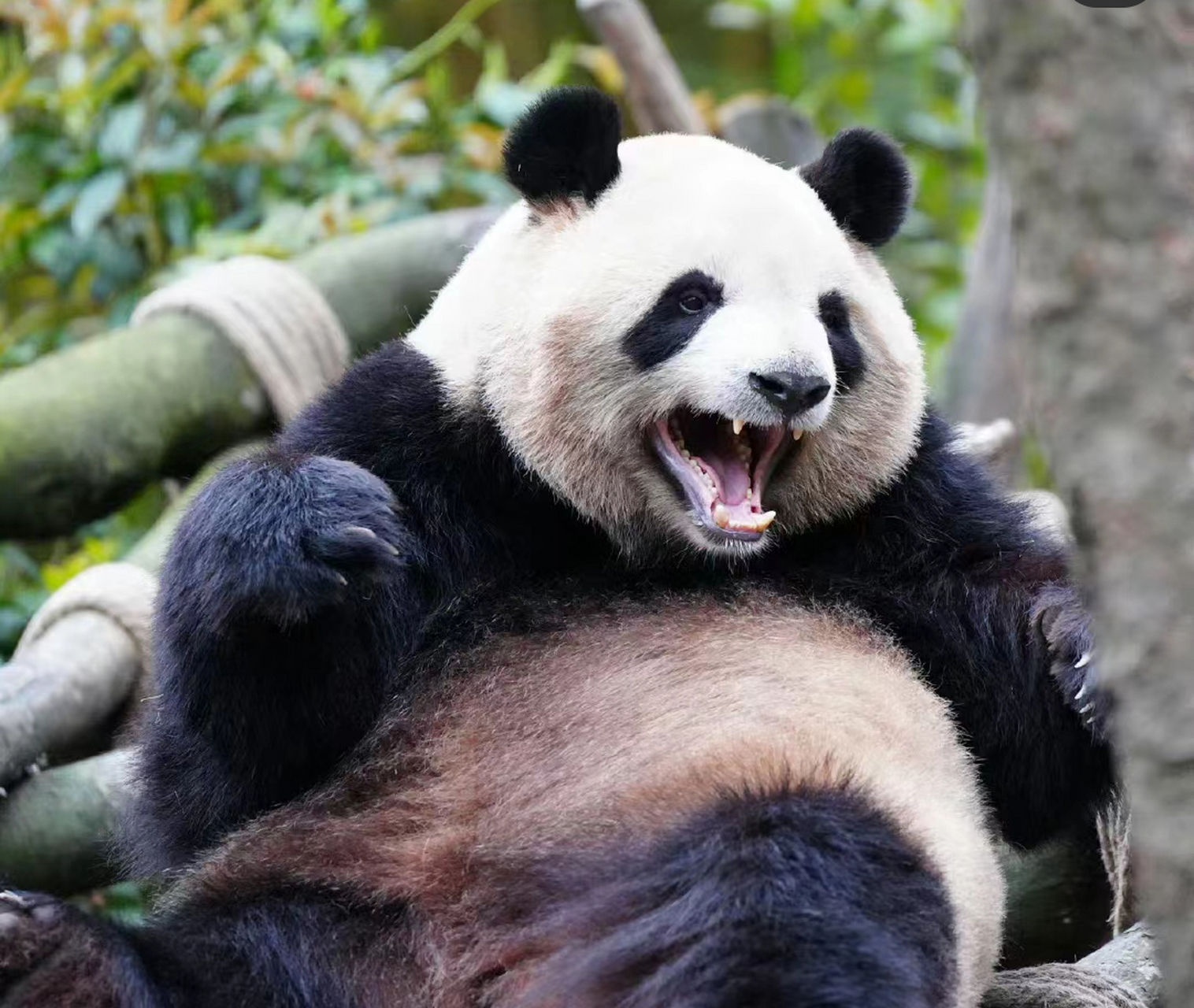 大熊猫梅兰#  肉肉眼睛滴溜滴溜转,  一双眼睛八百个心眼子!