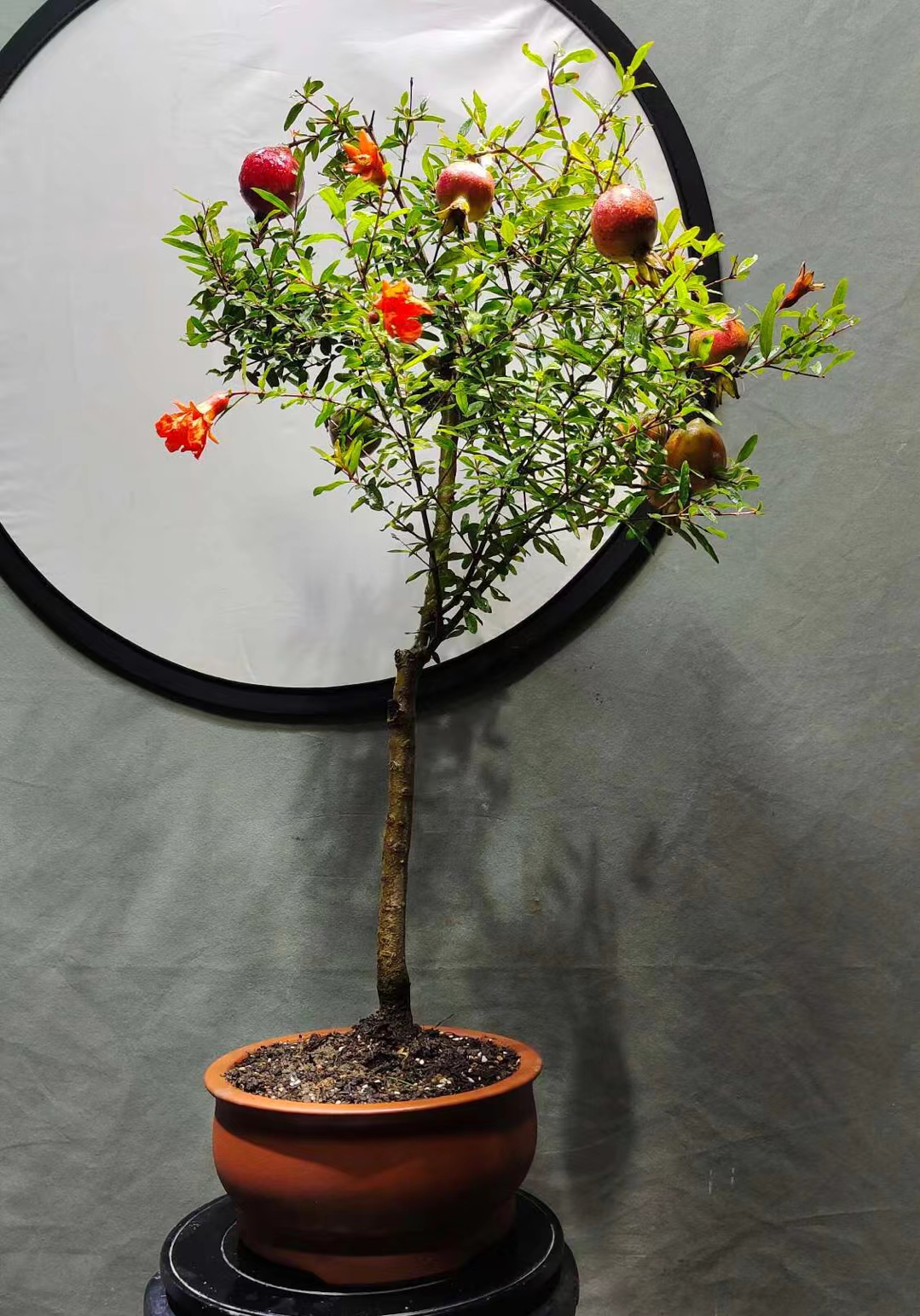 玉芙蓉飘枝悬崖宫灯石榴挂果老桩