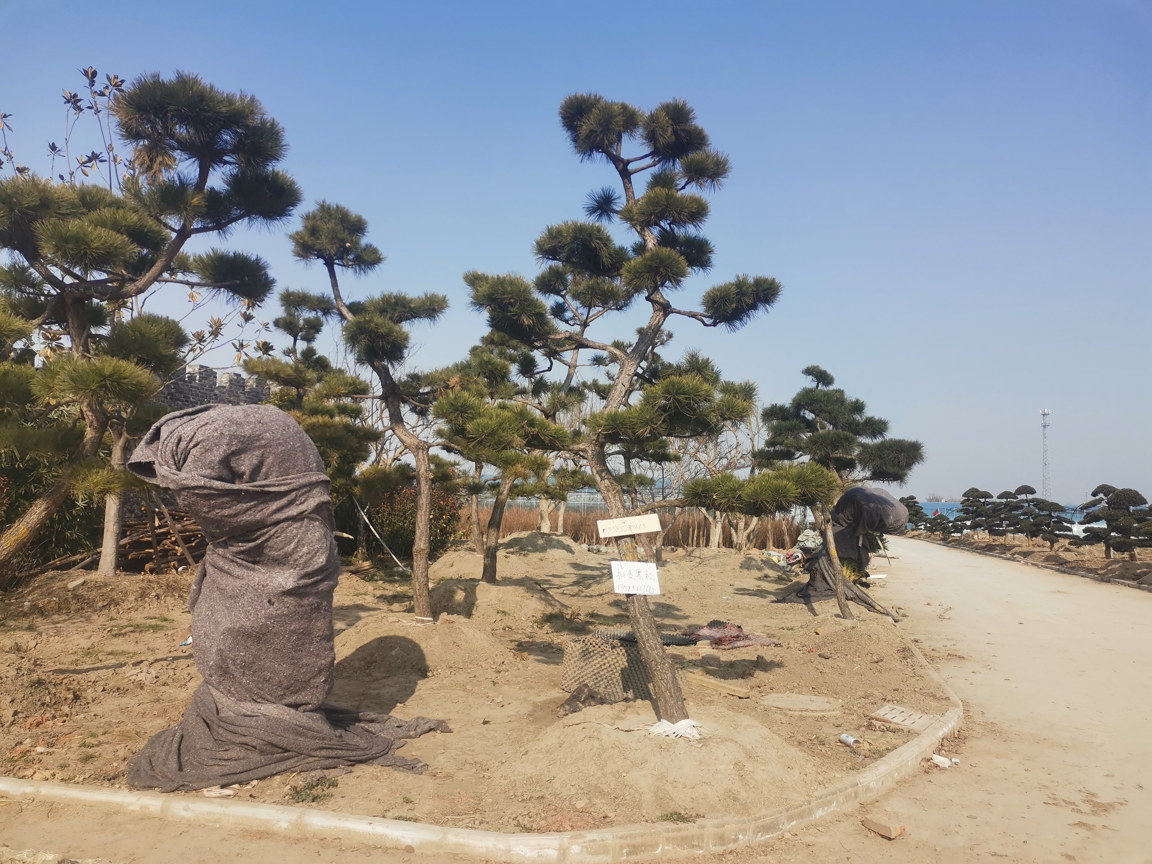 扬州阿波罗花木市场,盆景,怪石很多