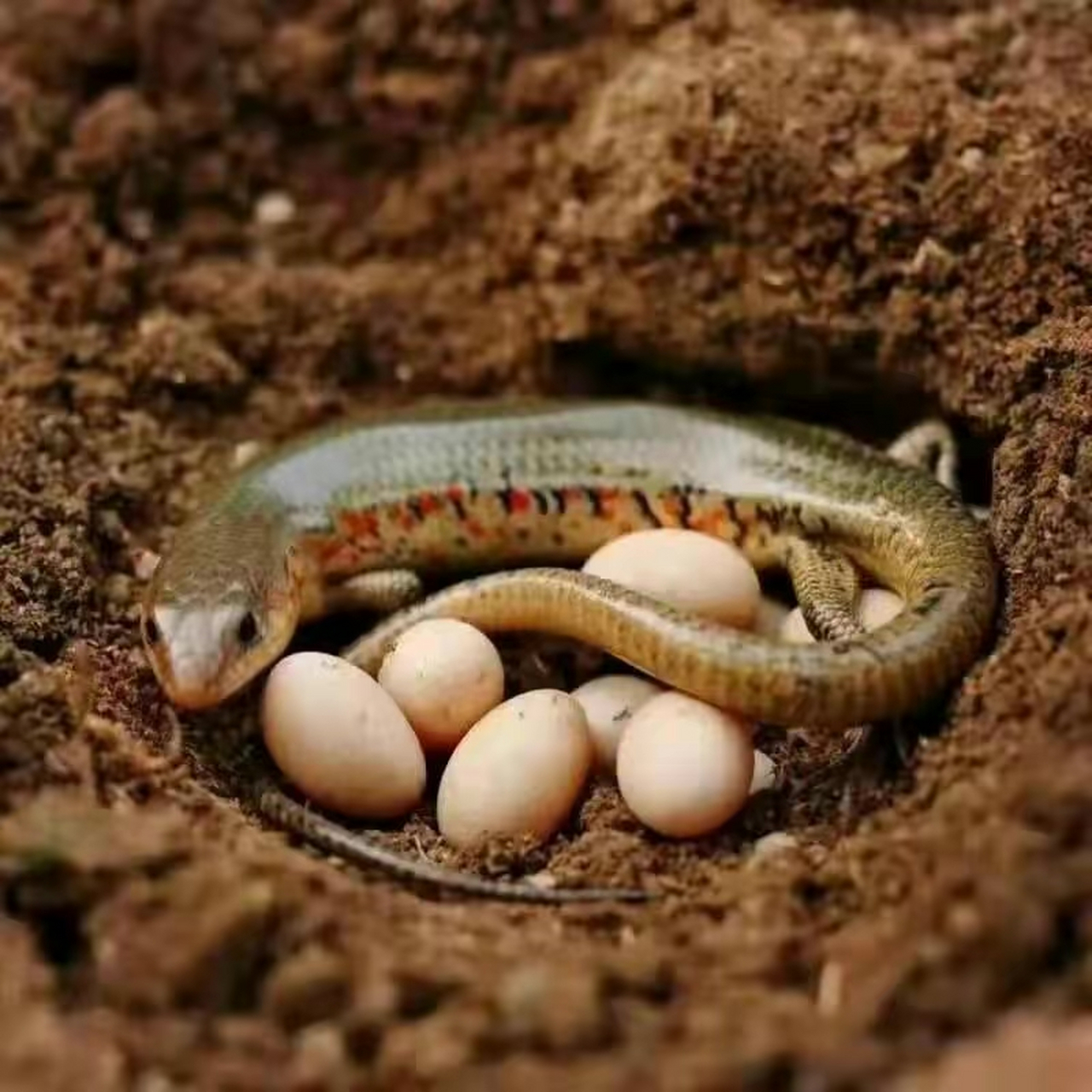 野生资源遭到破坏:中华石龙子主要生长在我国南方的亚热带地区