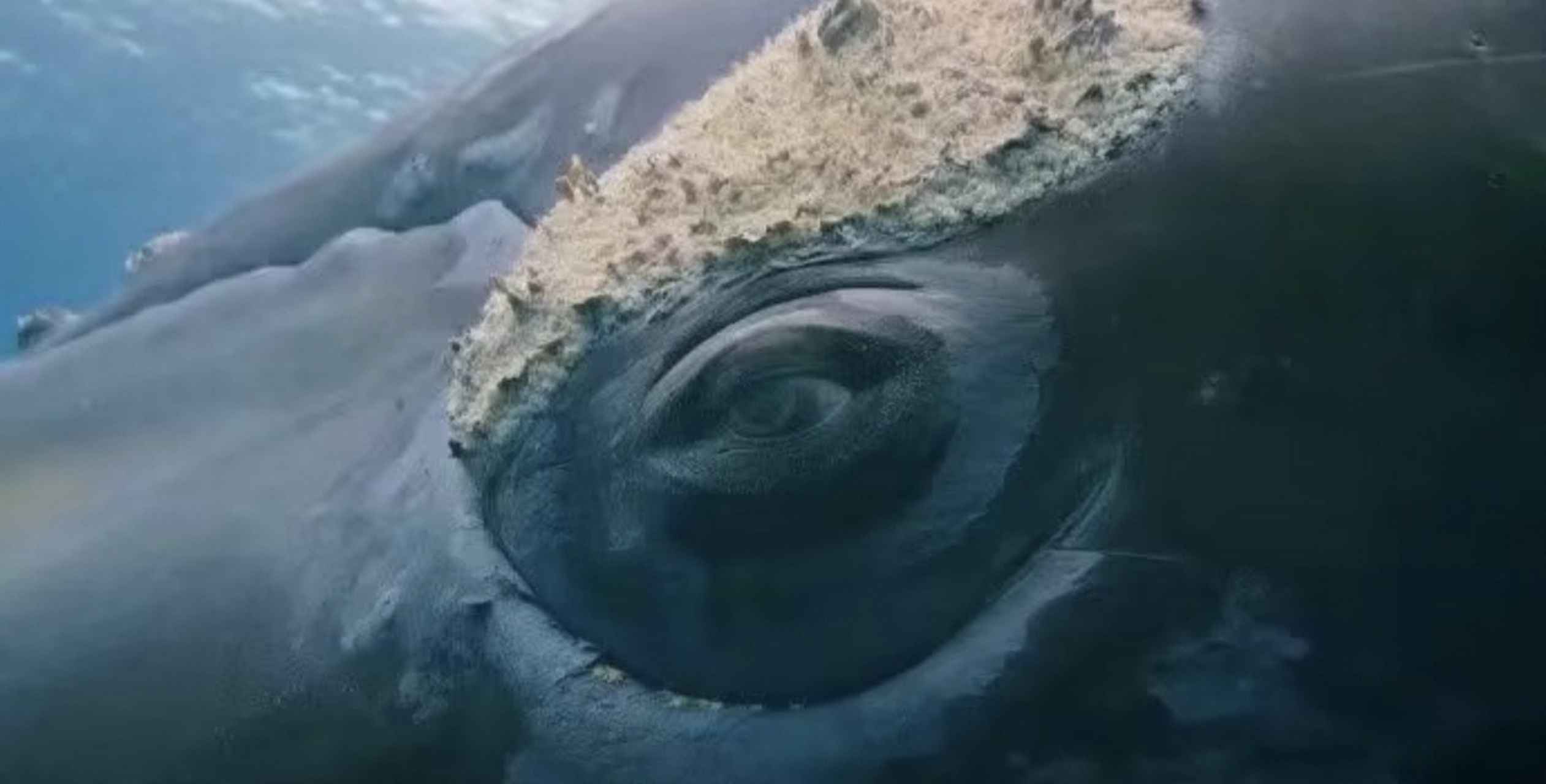 一百多年的鲸鱼眼睛,你见过吗?