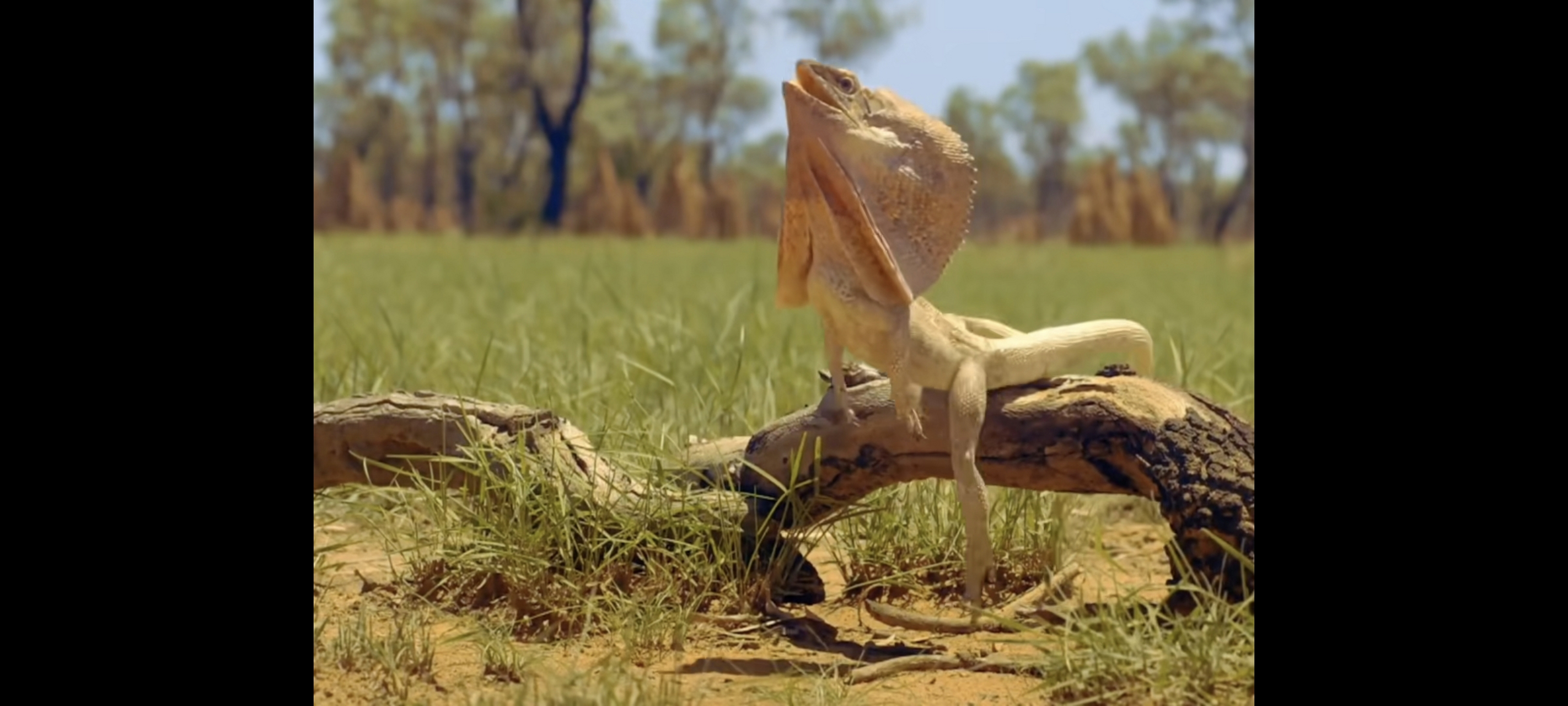 奔跑的褶伞蜥,你说它眼睛长旁边,为啥直跑不会撞树上?